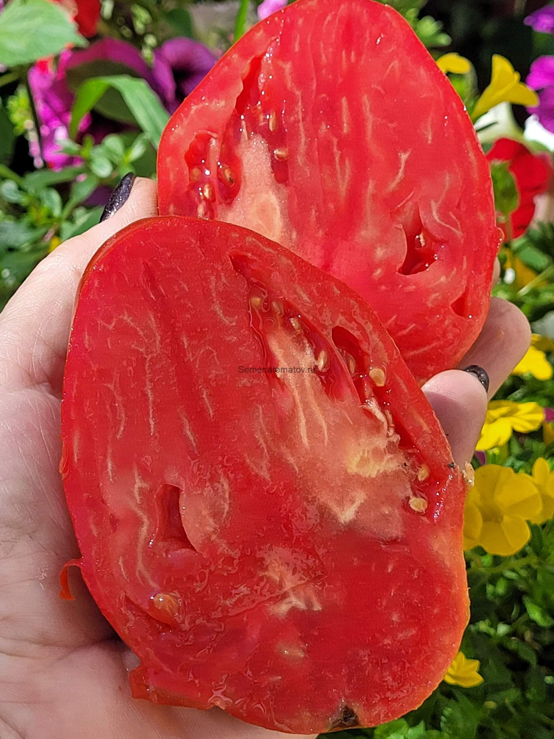 Медвежье Сердце Красное — изображение 4