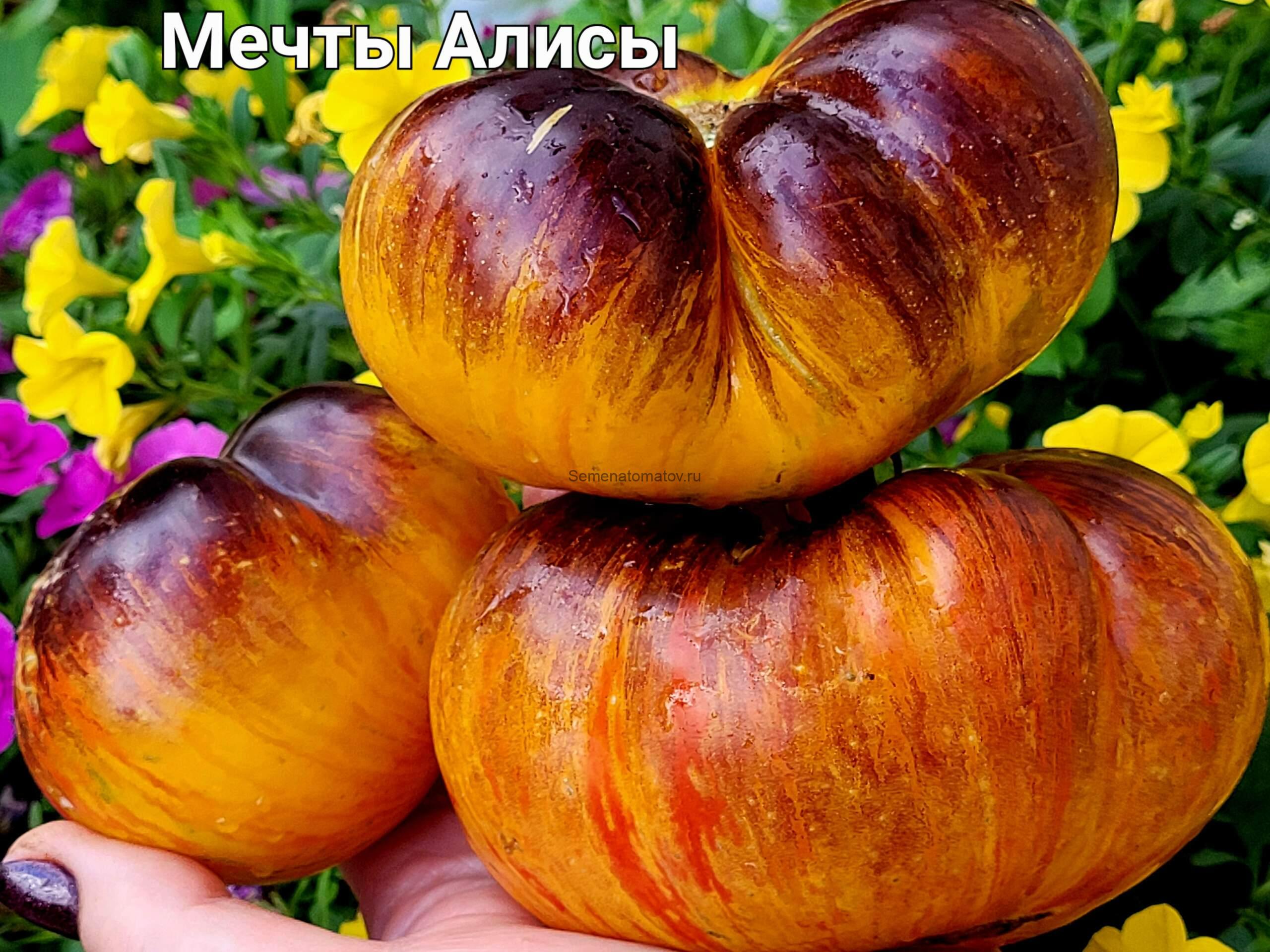 Alice's Dreаm / Мечта Алисы