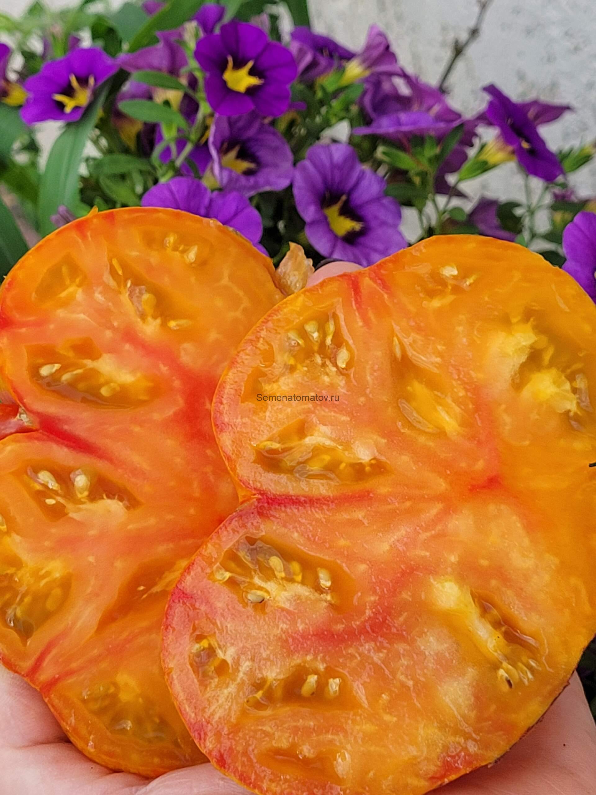 Alice's Dreаm / Мечта Алисы — изображение 2