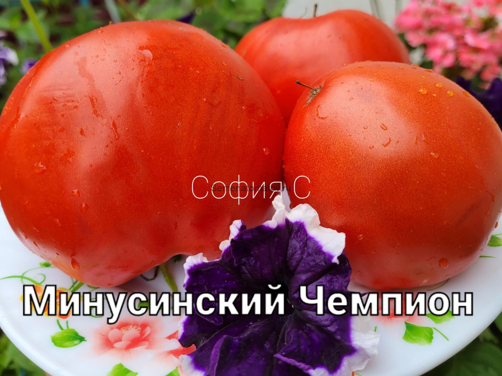 Минусинский Чемпион — изображение 2