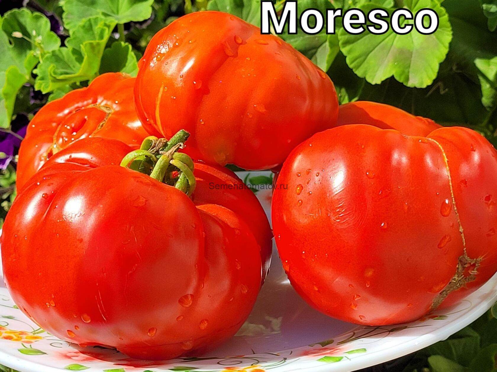 Moresco Мавританский — изображение 2