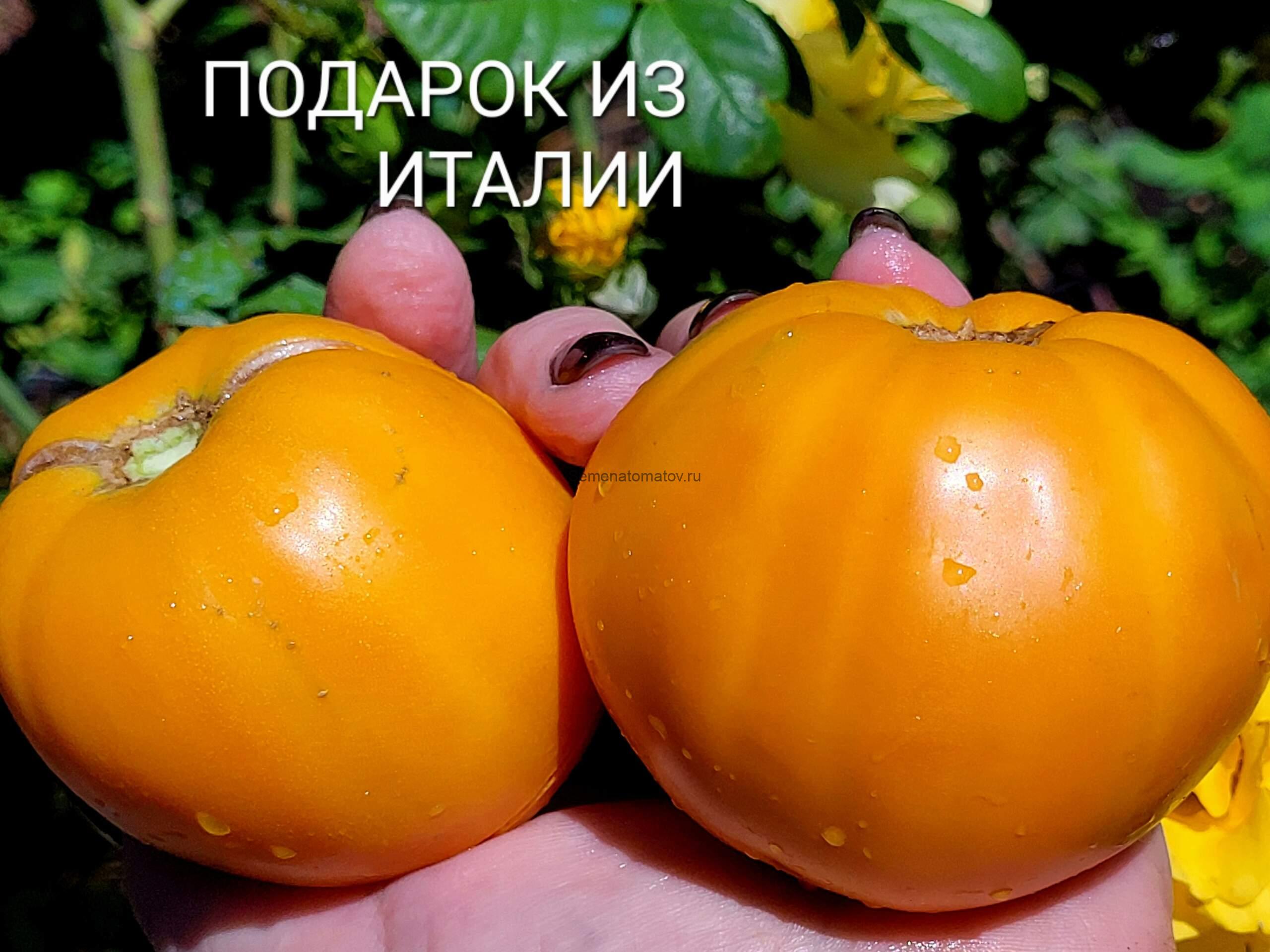 Regalo Daii'Italia  Подарок из Италии