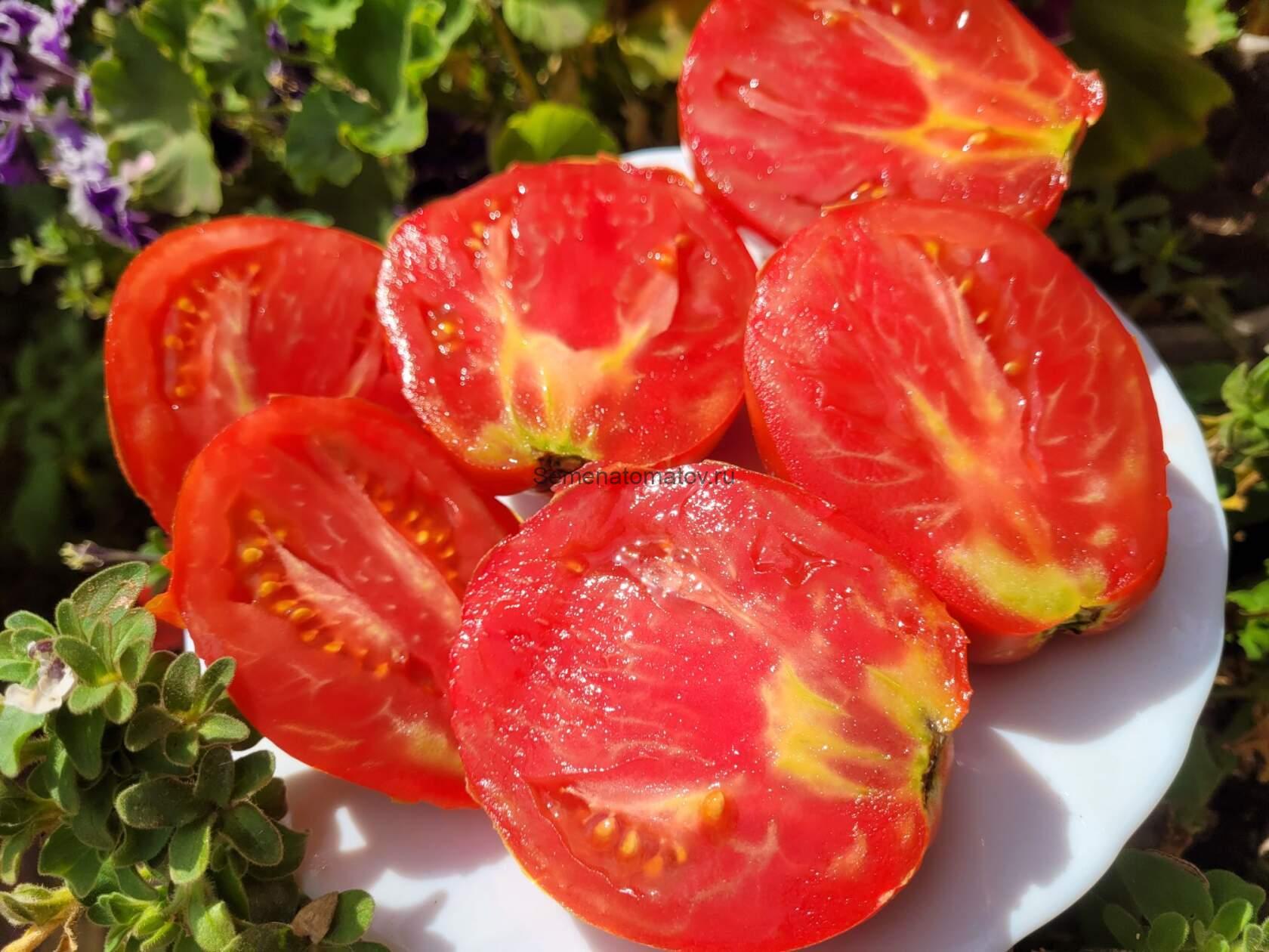 POMODORO DEL NONNO DI EUPILIO-ПОМИДОРЫ ДЕДУШКИ ЭУПИЛИО Италия — изображение 2