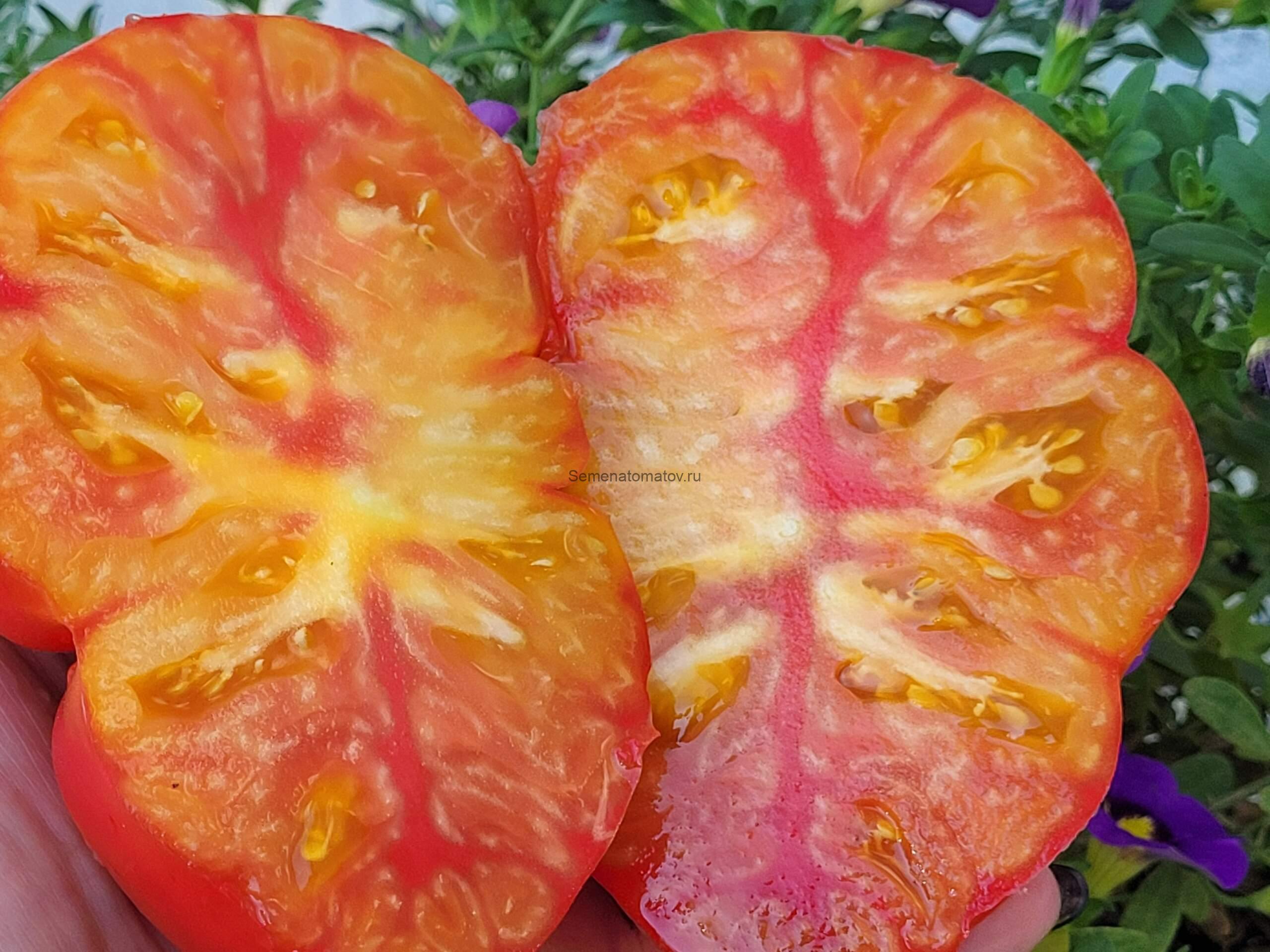 Семиречье биколор крупный ( Казахстан) — изображение 3