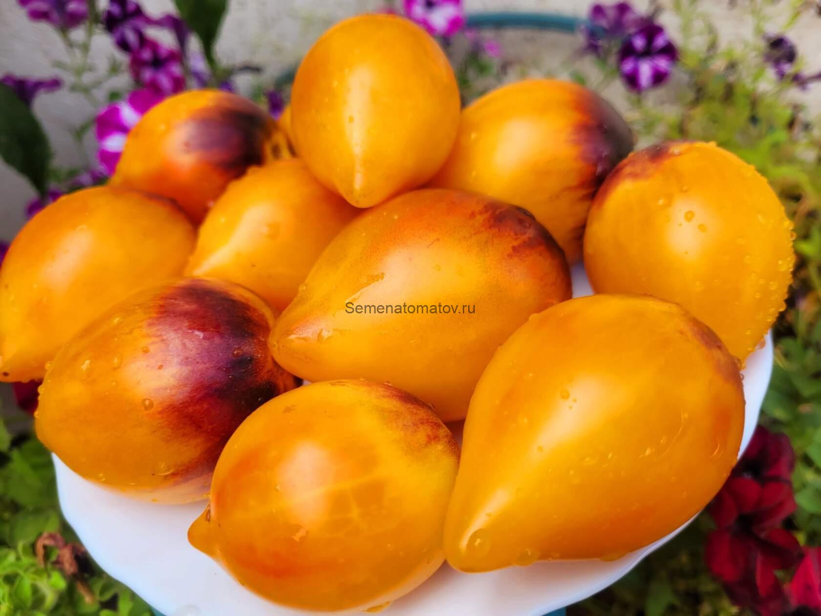 Сержант Пеппер Биколор  Сердце