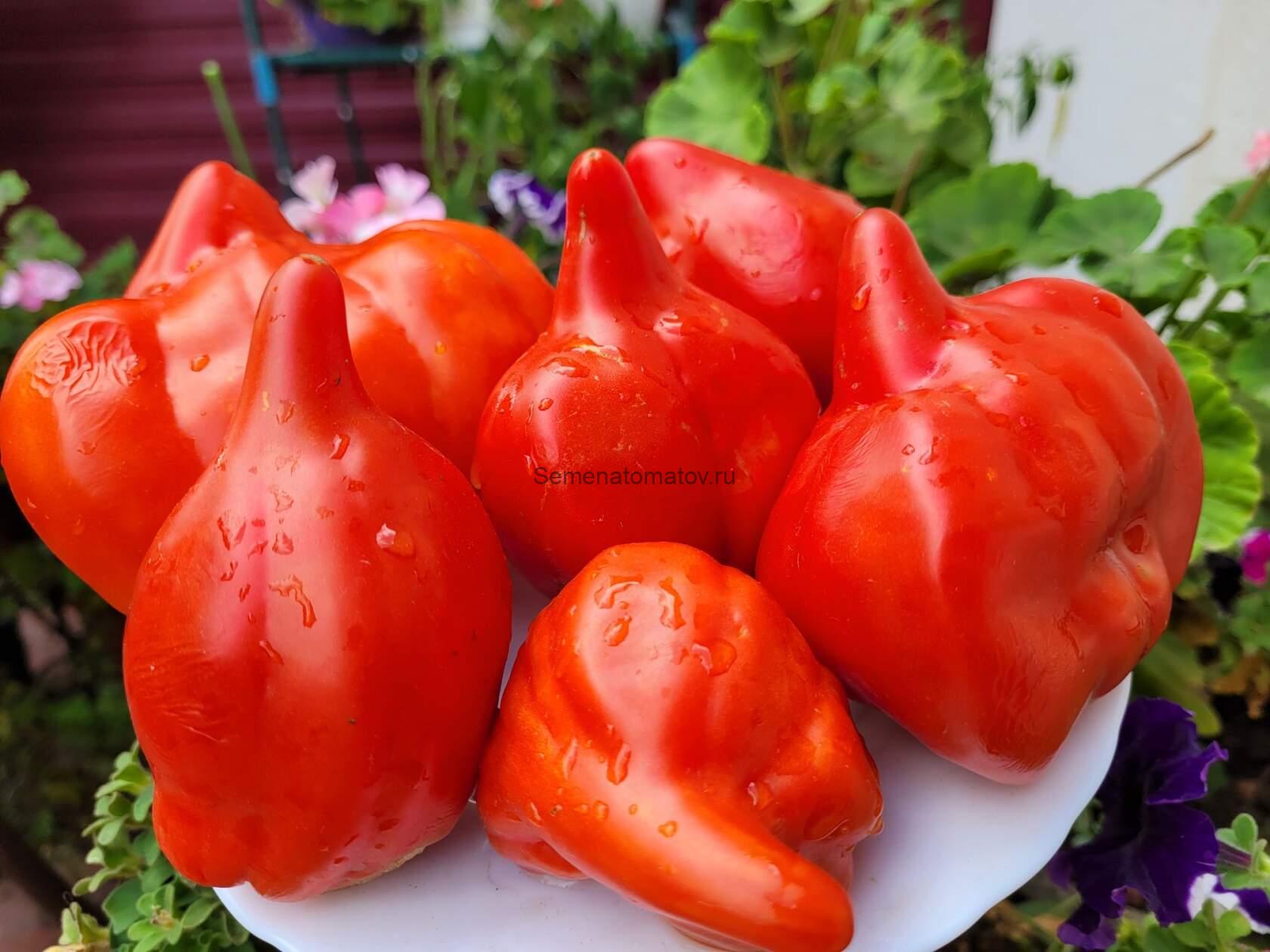 СКИФЕЯ SKYPHEA — изображение 2