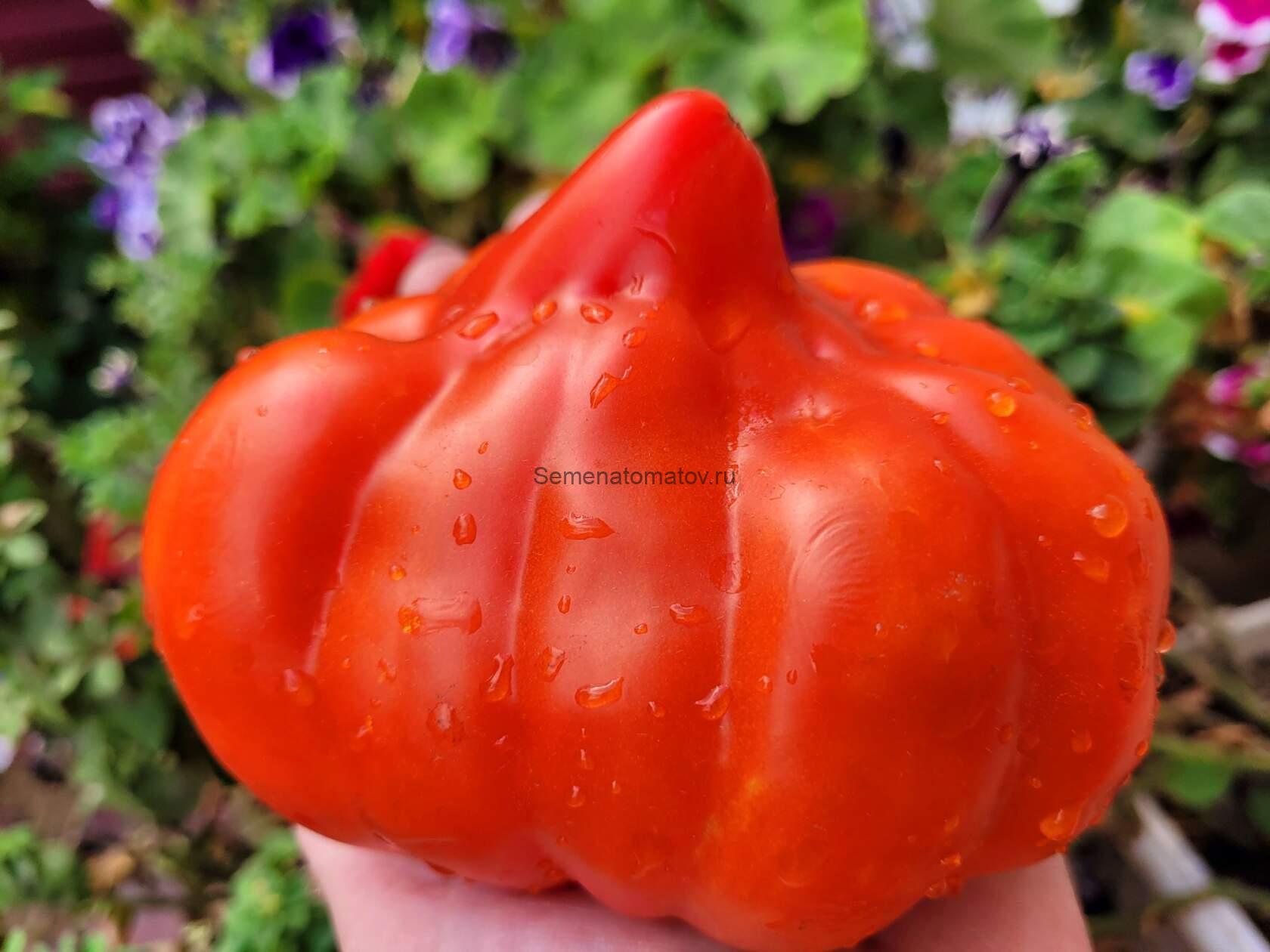 СКИФЕЯ SKYPHEA