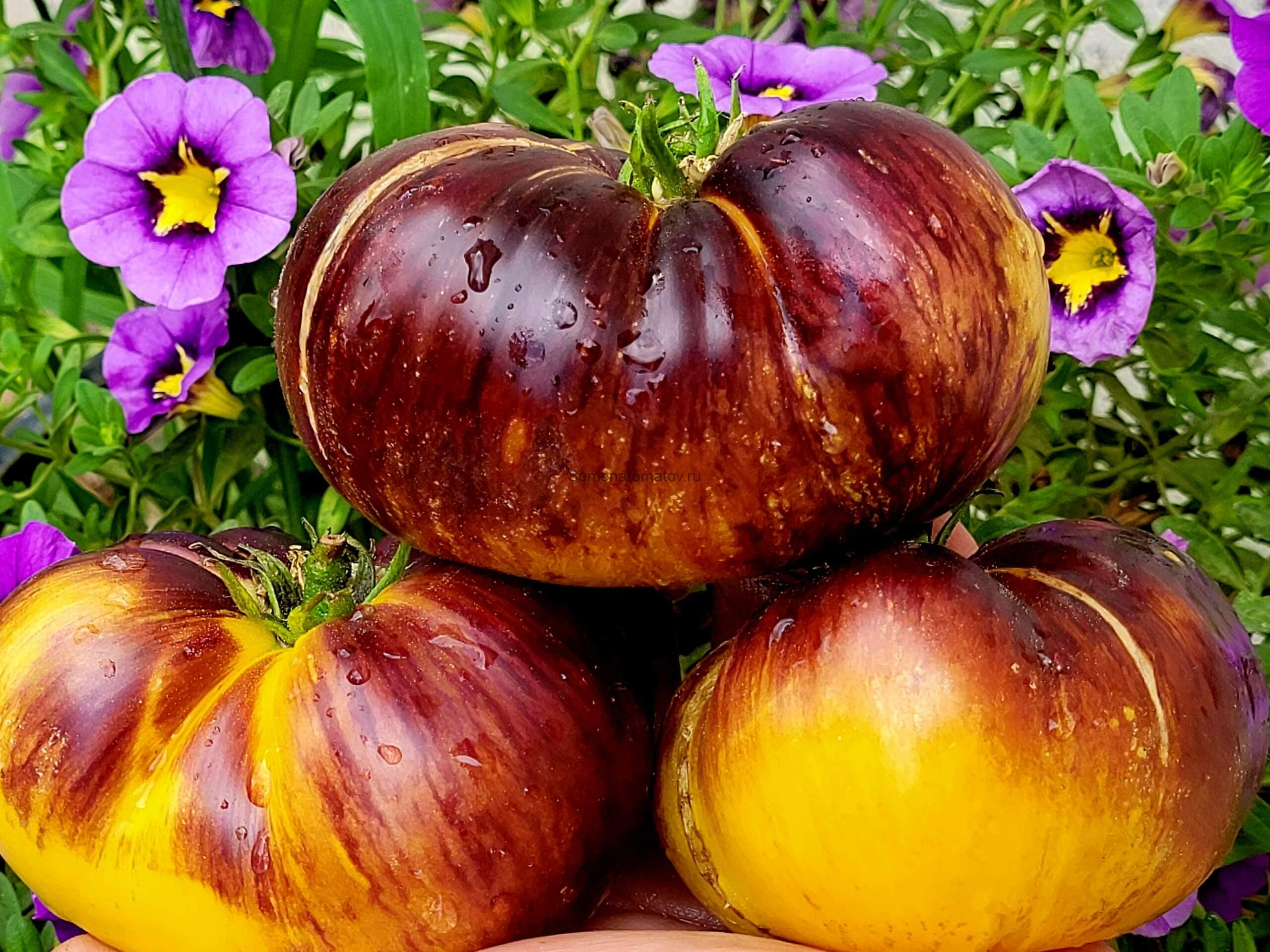 Sunny eclipse / Солнечное затмение — изображение 2