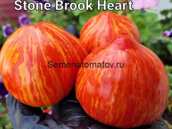 Dwarf Stony Brook Heart Tomato  Гном Stony Brook Heart — изображение 2