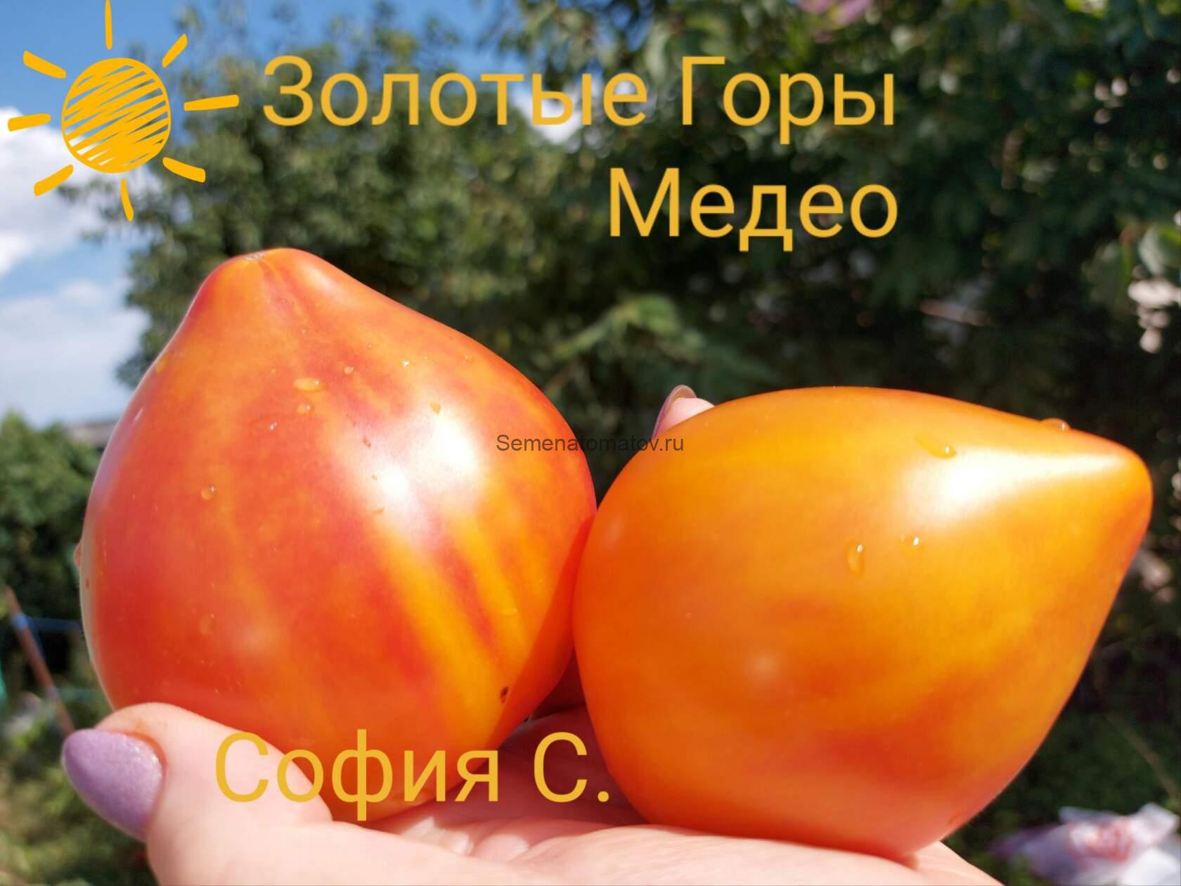 Золотые горы медео томат описание сорта Золотые горы медео томат описание сорта