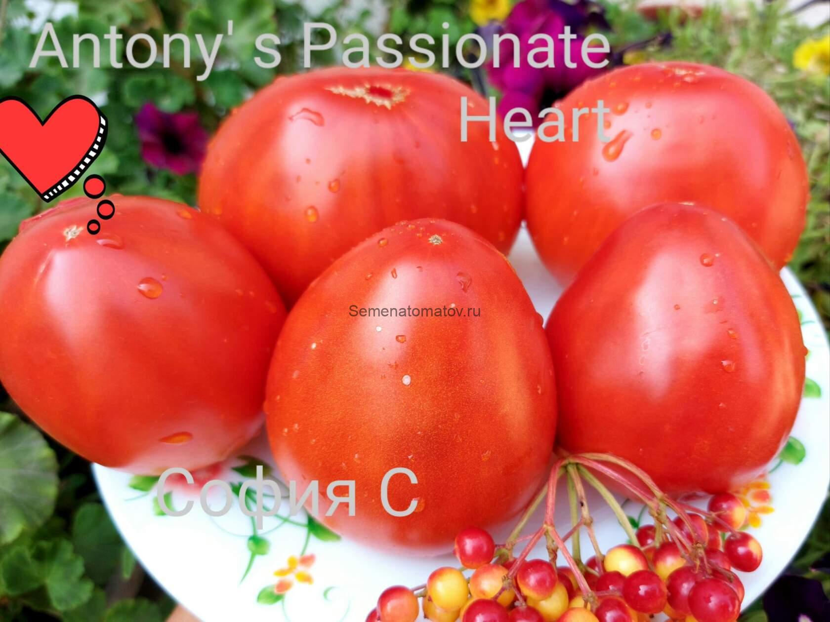 Anthony's Passionate Heart (Страстное сердце Энтони) Италия