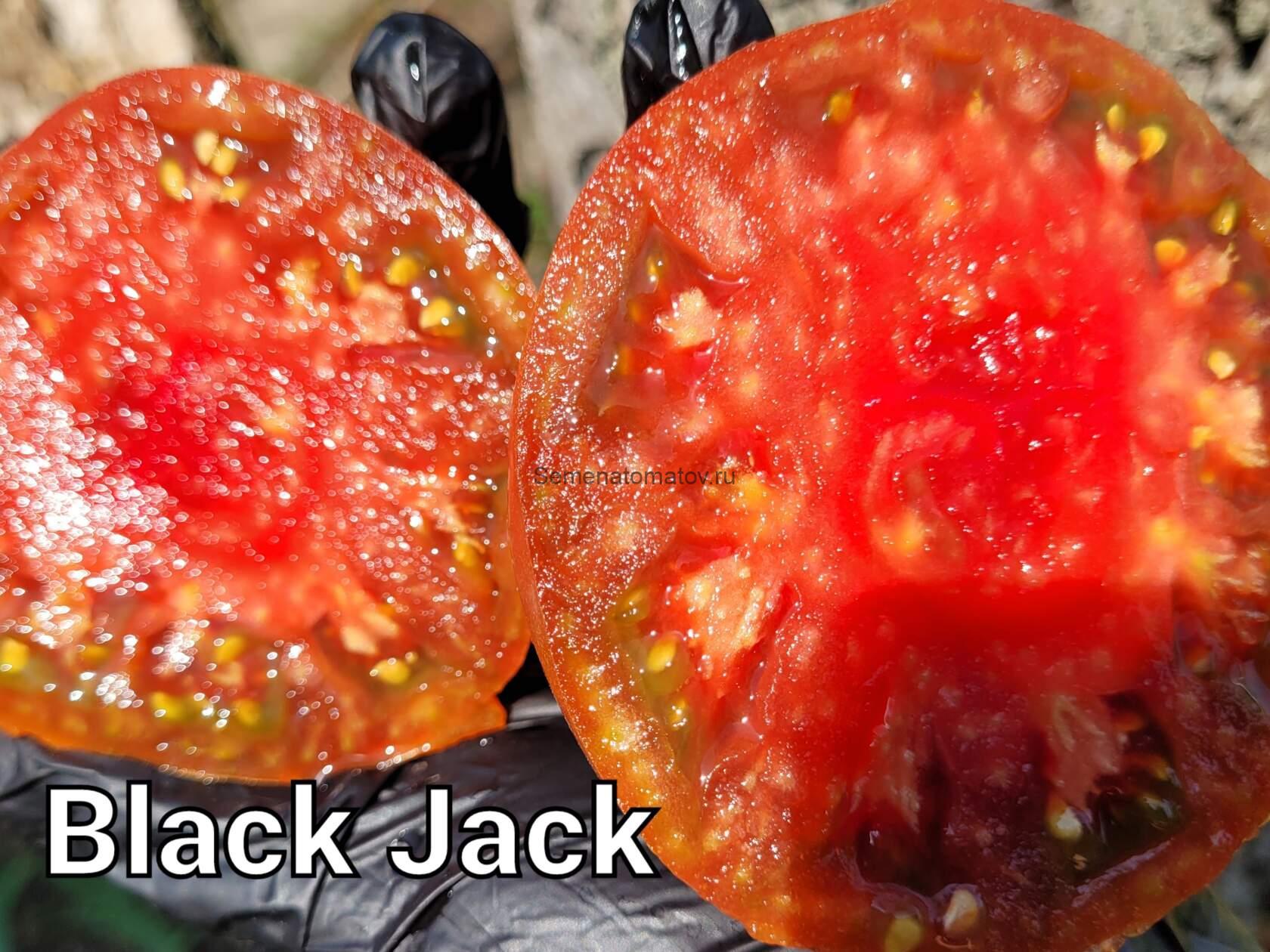 BlackJack Черный Джек — изображение 2