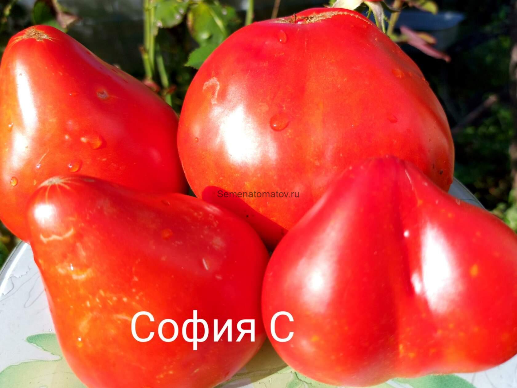Cuore di Roata Rossi Сердце Роаты России Италия