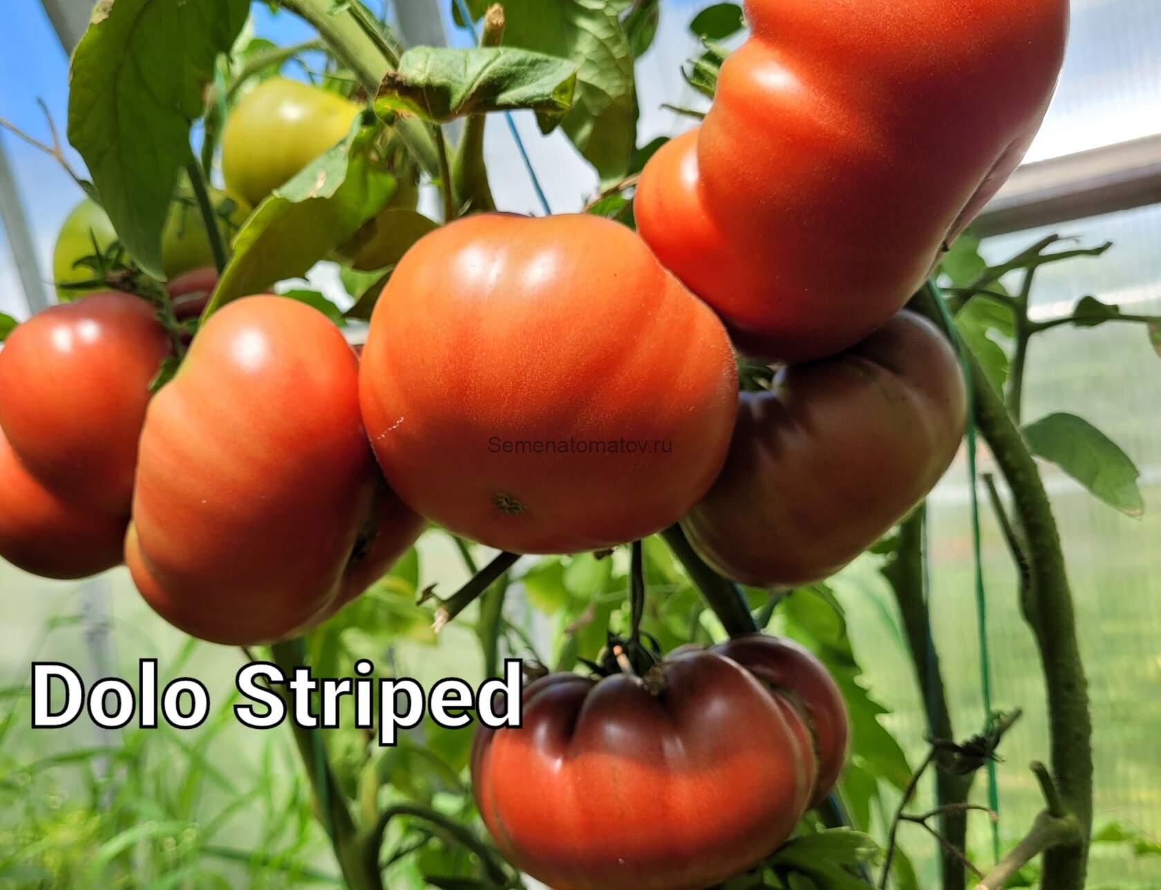 DOLO STRIPED--Доло полосатый