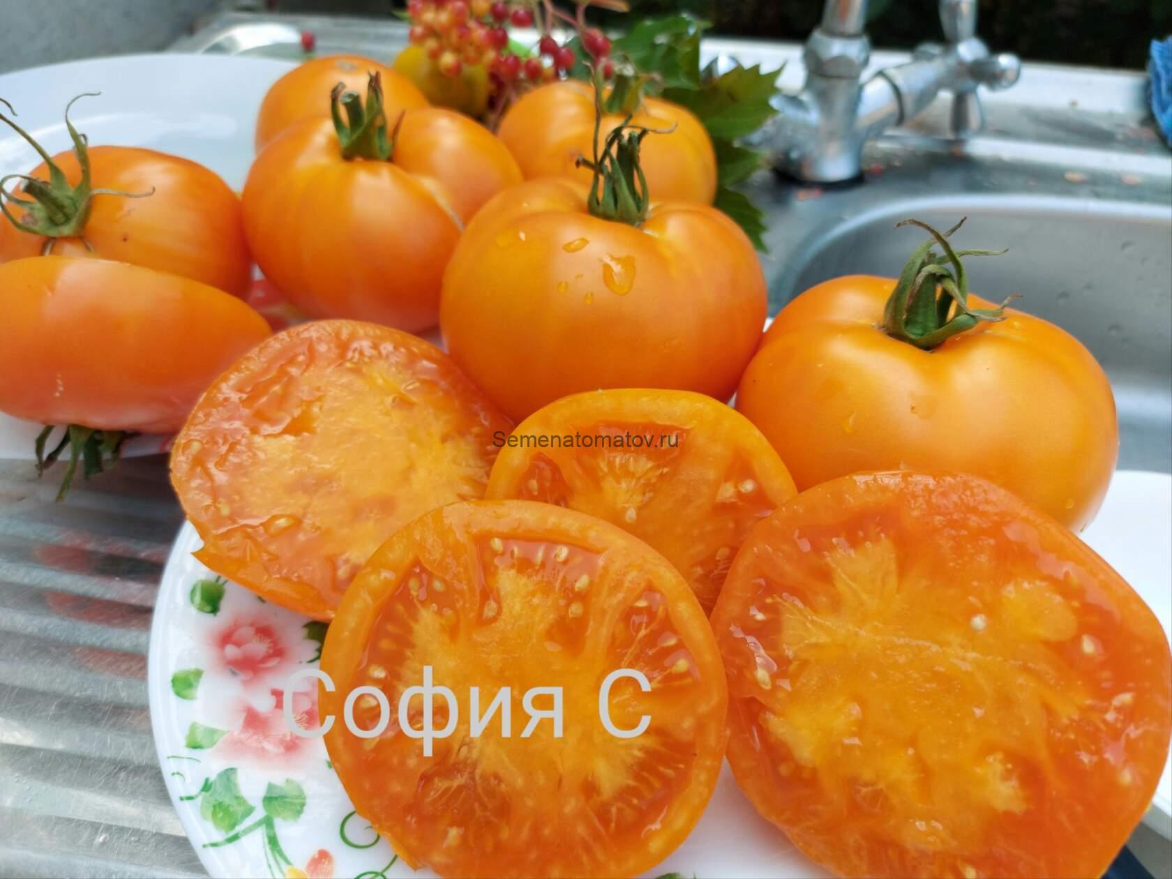 Giallo Marchi Giano Желтый Брендивайн Гиано Италия