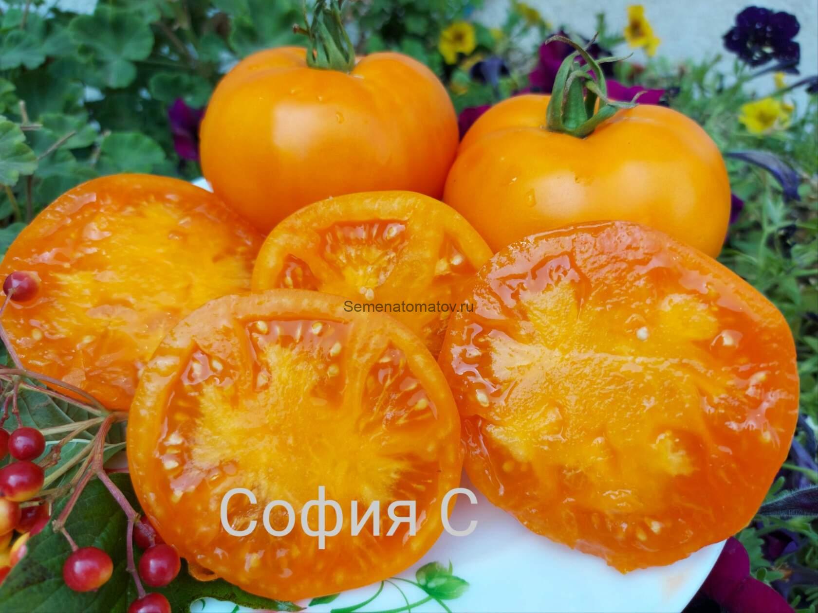 Giallo Marchi Giano Желтый Брендивайн Гиано Италия — изображение 2