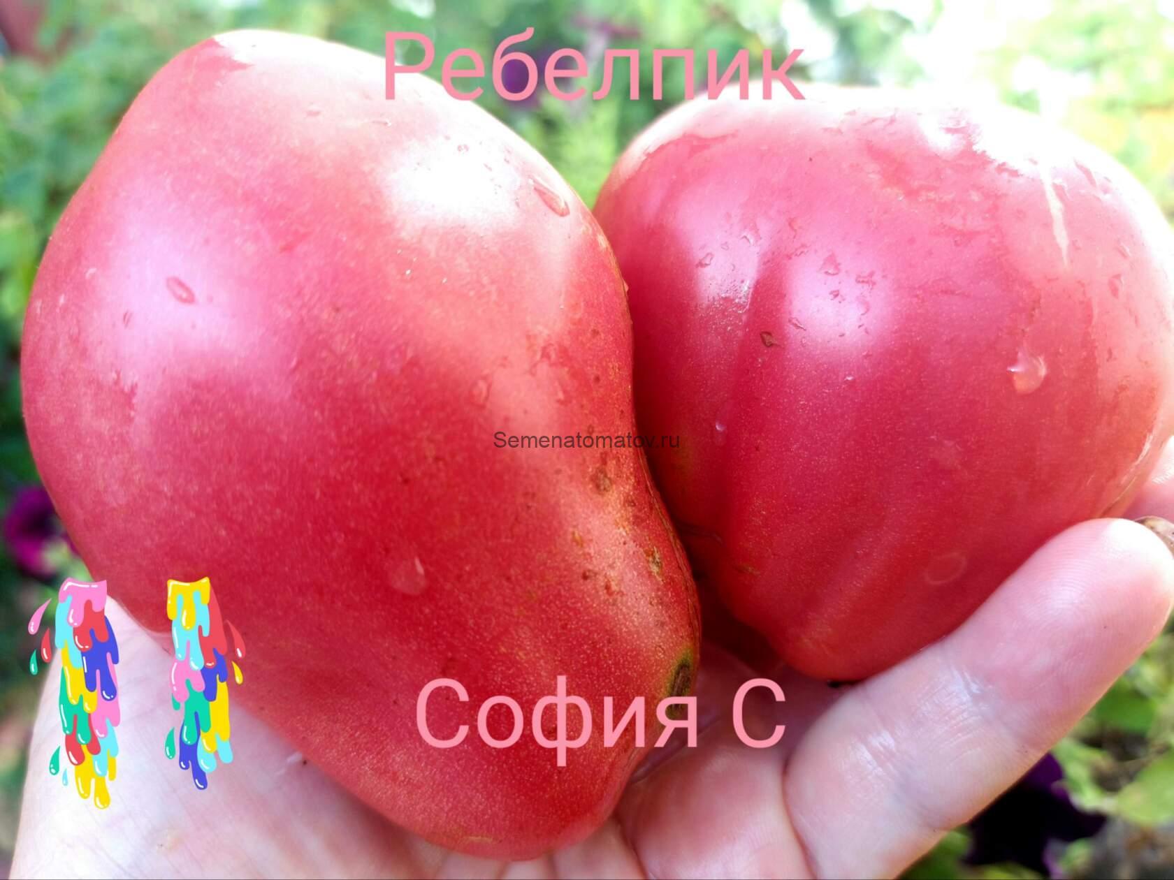 Ребелпик (Rebelpik, Польша)