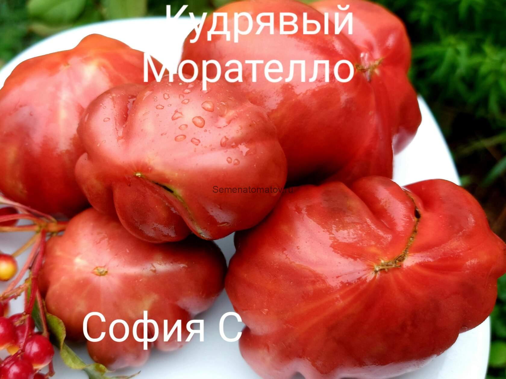 Rizado de Morratella. Кудрявый из Морателло Испания