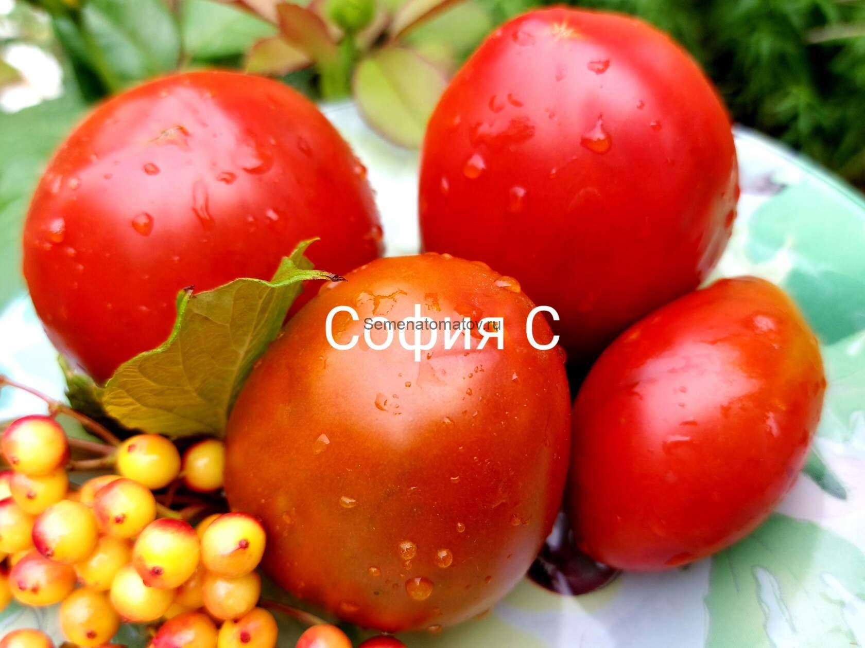 Амарилло ржавое сердце /Amarillo Rusty Heart/