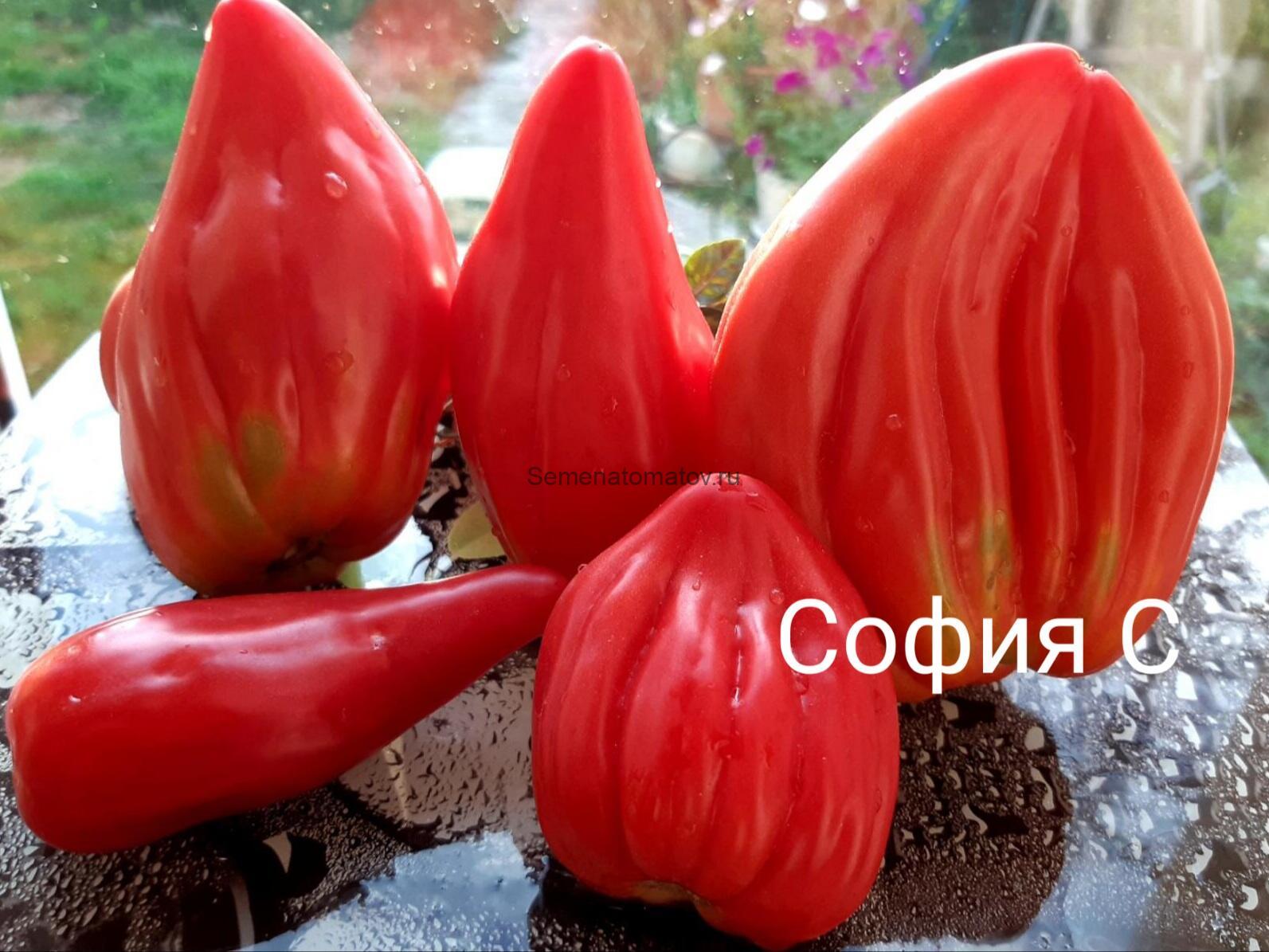 Розовый Тюльпан