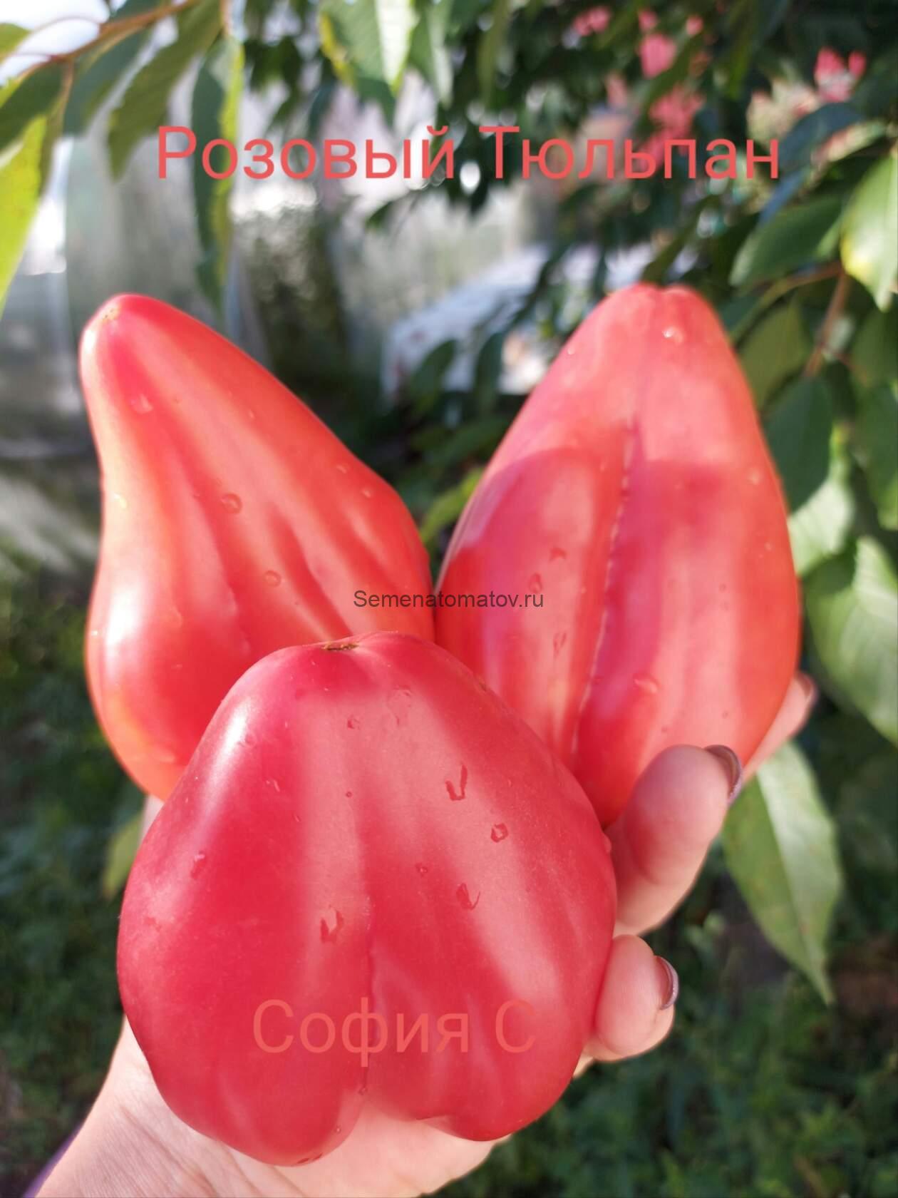 Розовый Тюльпан — изображение 2