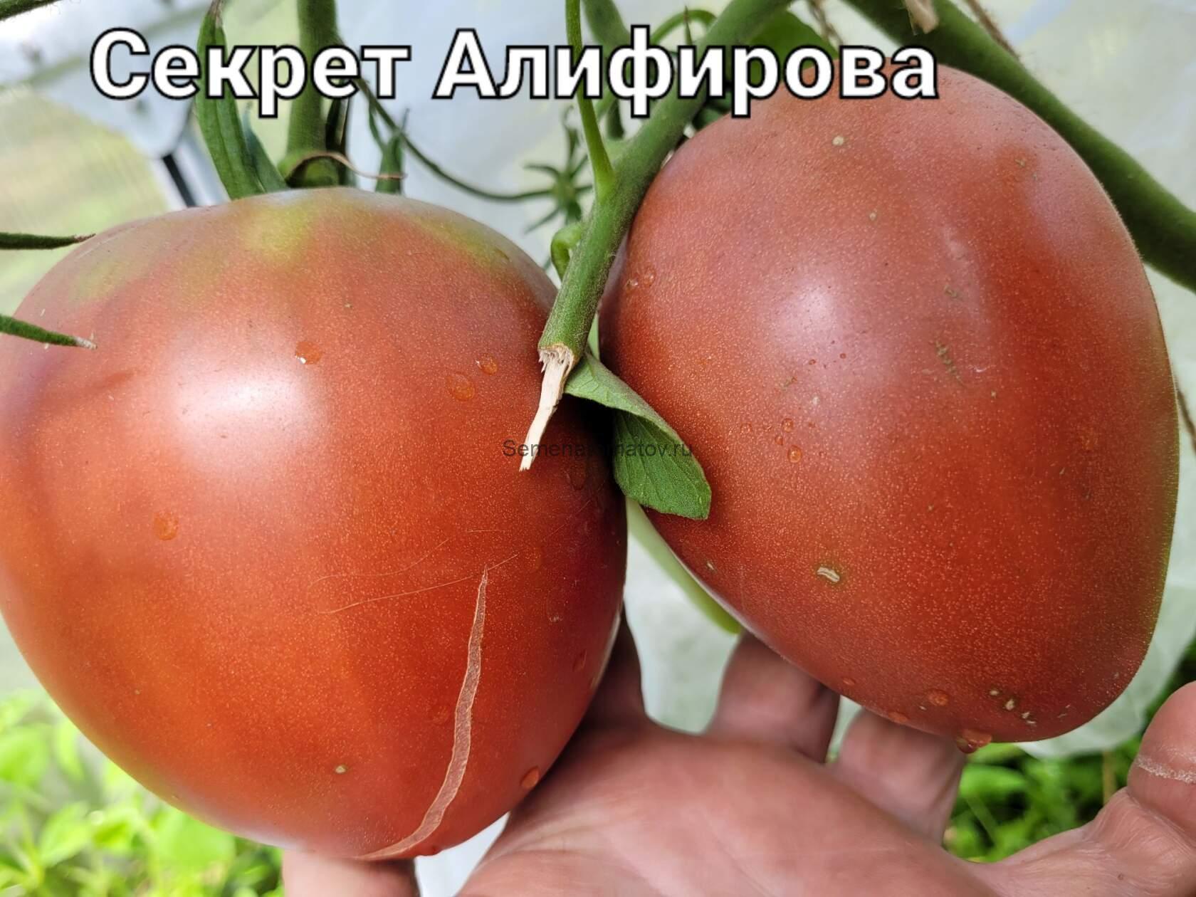 Секрет Алифирова Картофельный лист — изображение 3