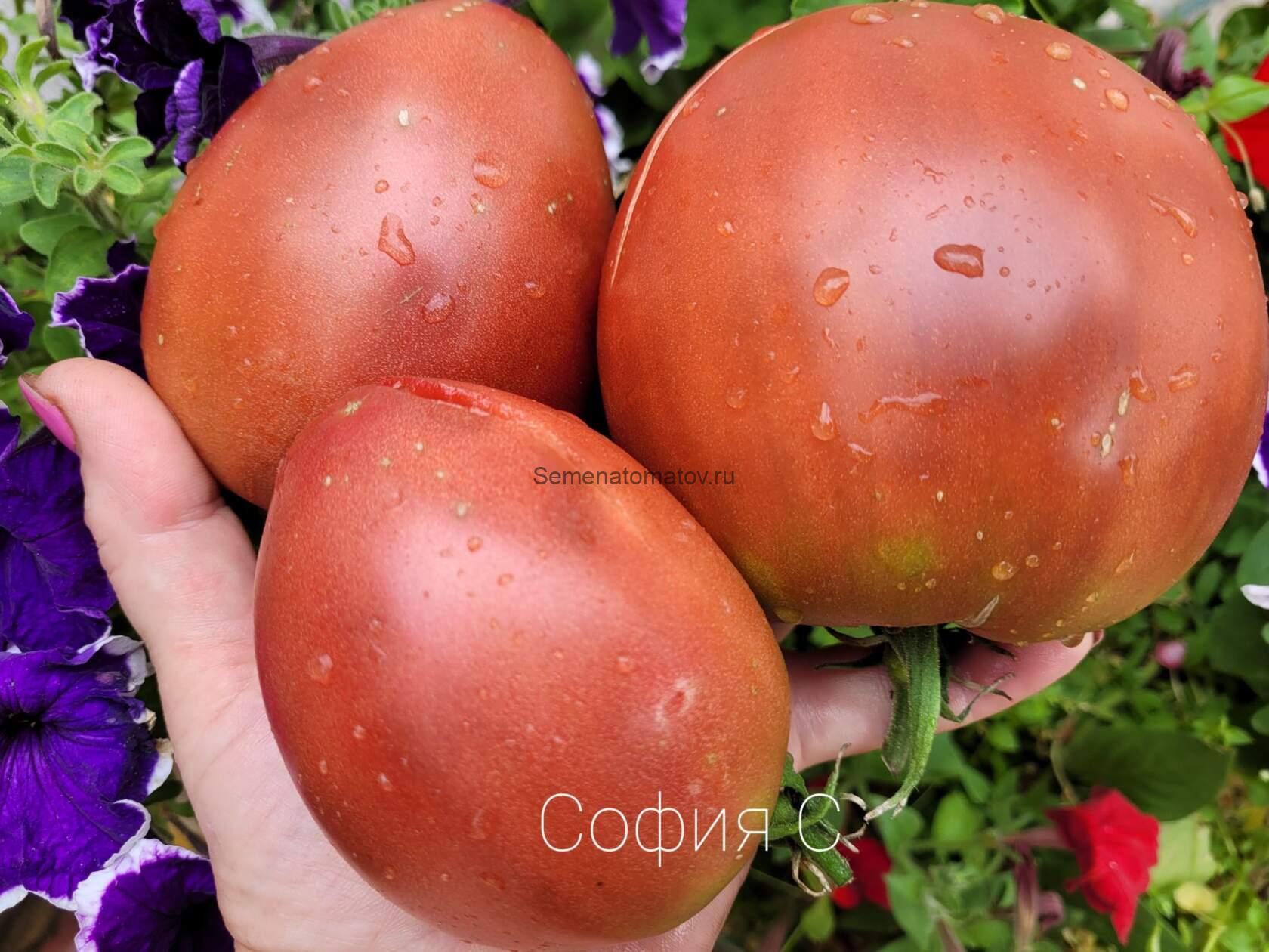 Секрет Алифирова Картофельный лист