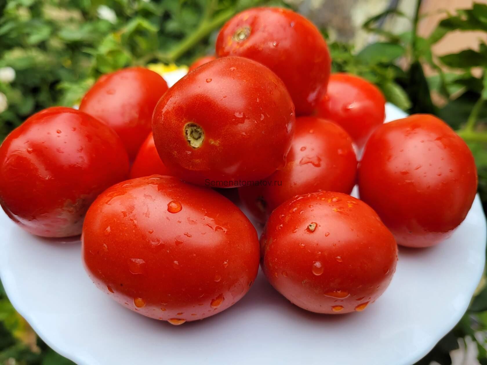 Сливка Бендрика.Красная