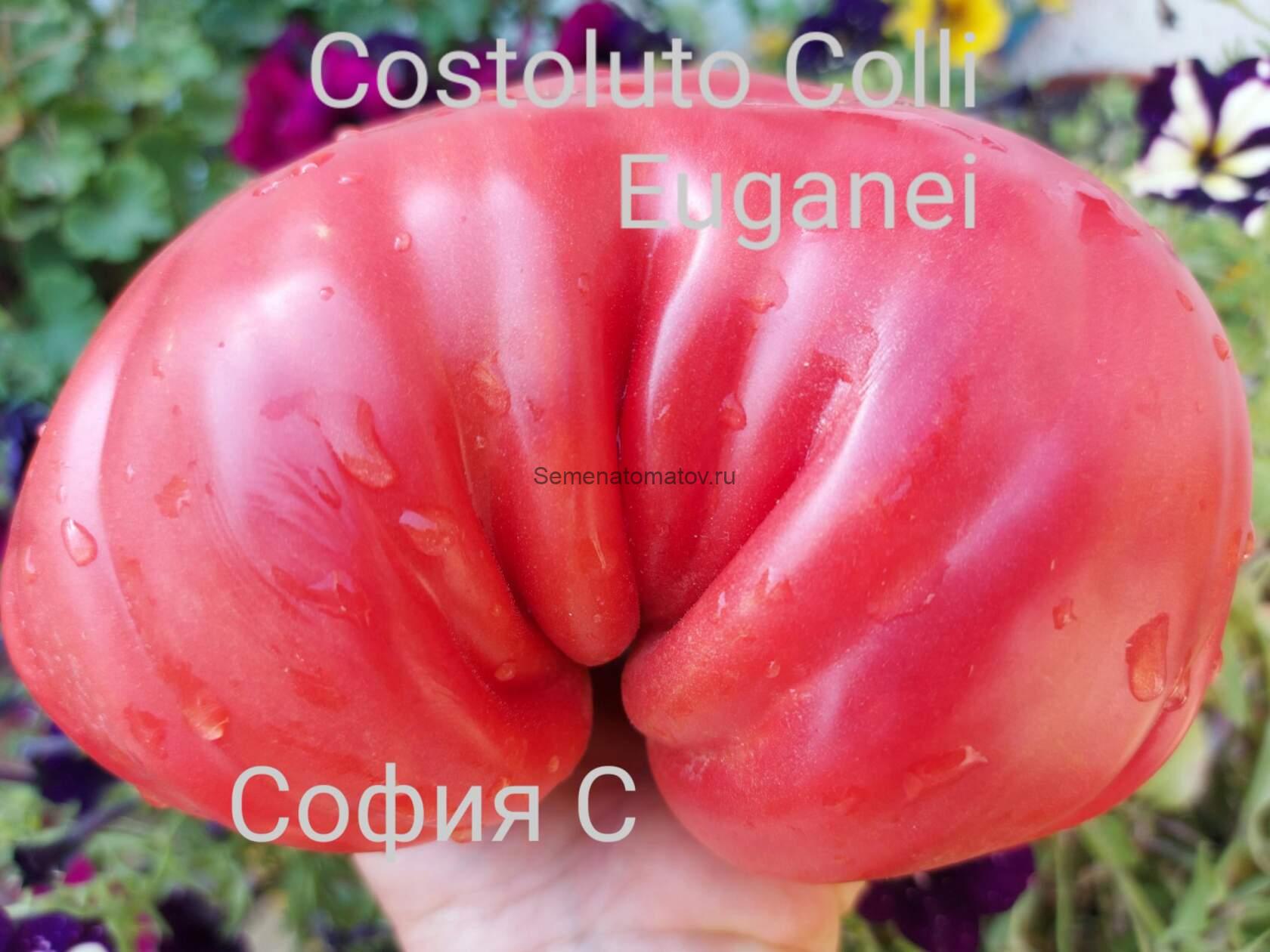 Томат Costoluto Colli Euganei / Ребристый Эуганских Холмов Италия