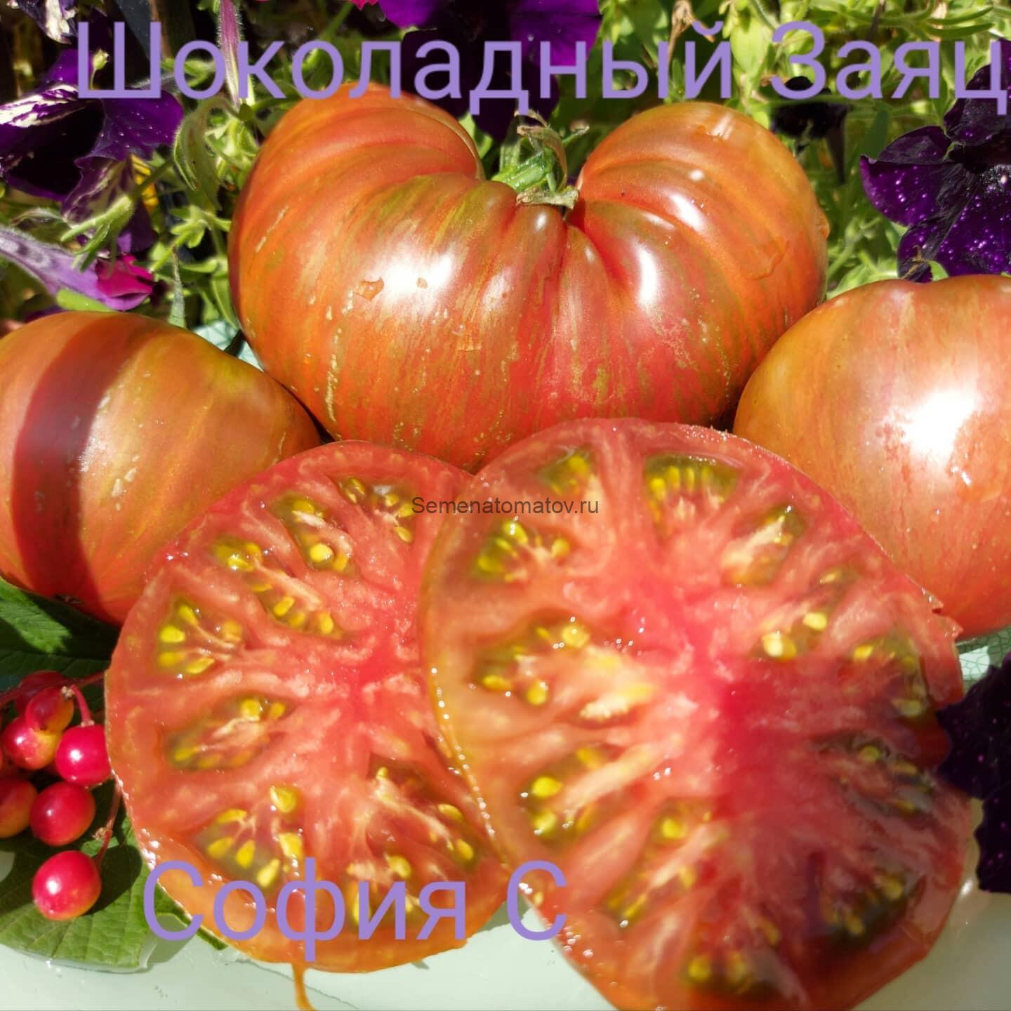 Шоколадный Заяц — изображение 2