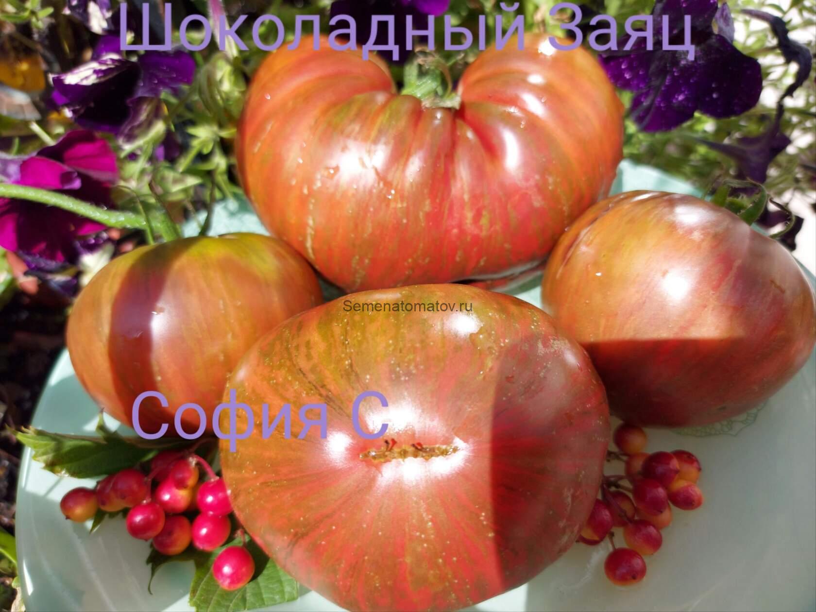 Шоколадный Заяц