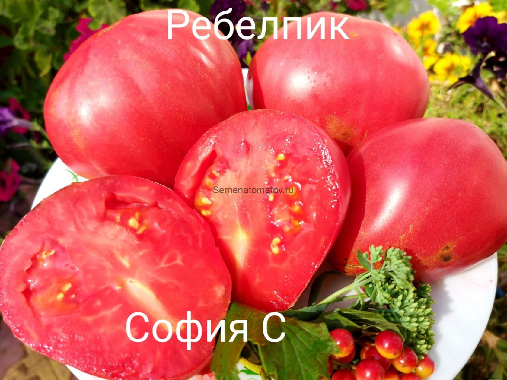 Ребелпик (Rebelpik, Польша) — изображение 2