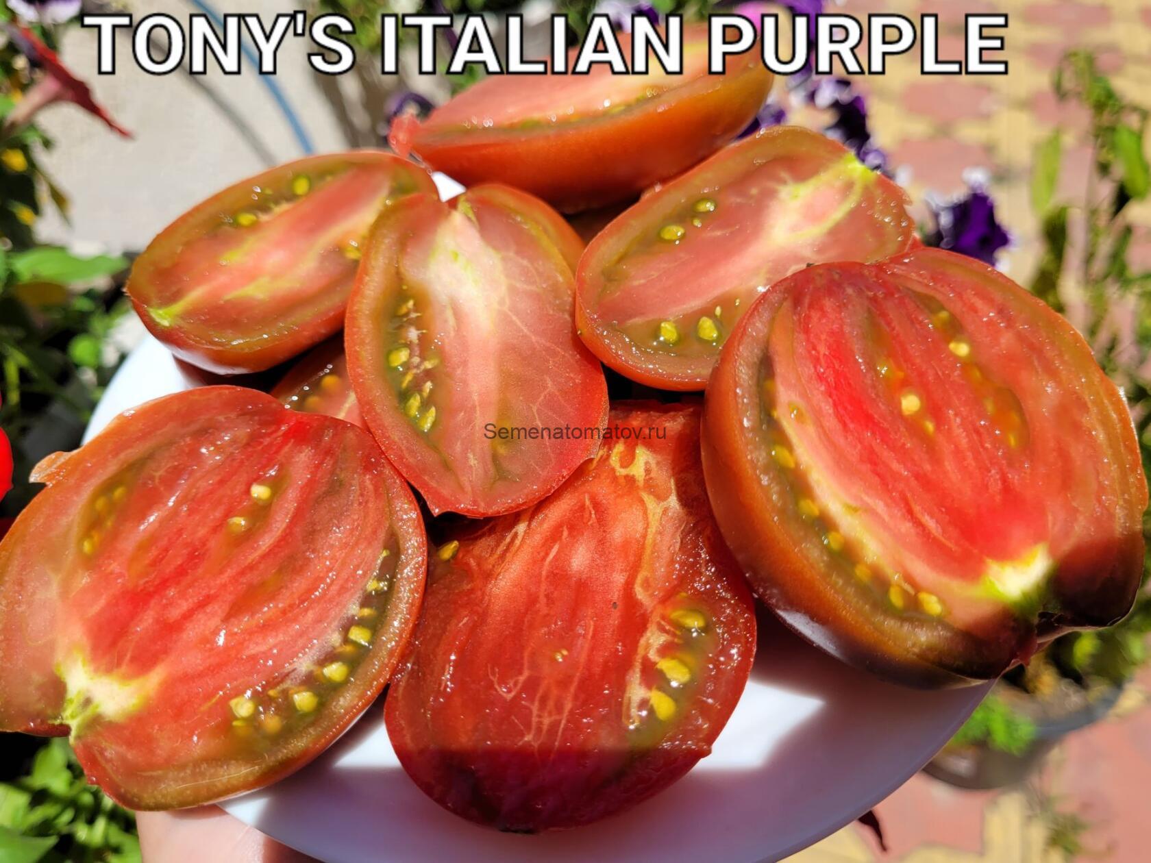 TONY'S ITALIAN PURPLE (ИТАЛЬЯНСКИЙ ПУРПУРНЫЙ ТОНИ, ИТАЛИЯ) — изображение 3