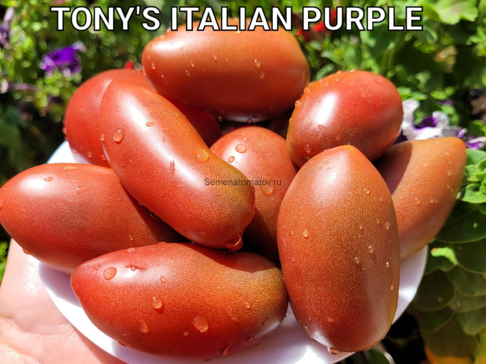 TONY'S ITALIAN PURPLE (ИТАЛЬЯНСКИЙ ПУРПУРНЫЙ ТОНИ, ИТАЛИЯ)