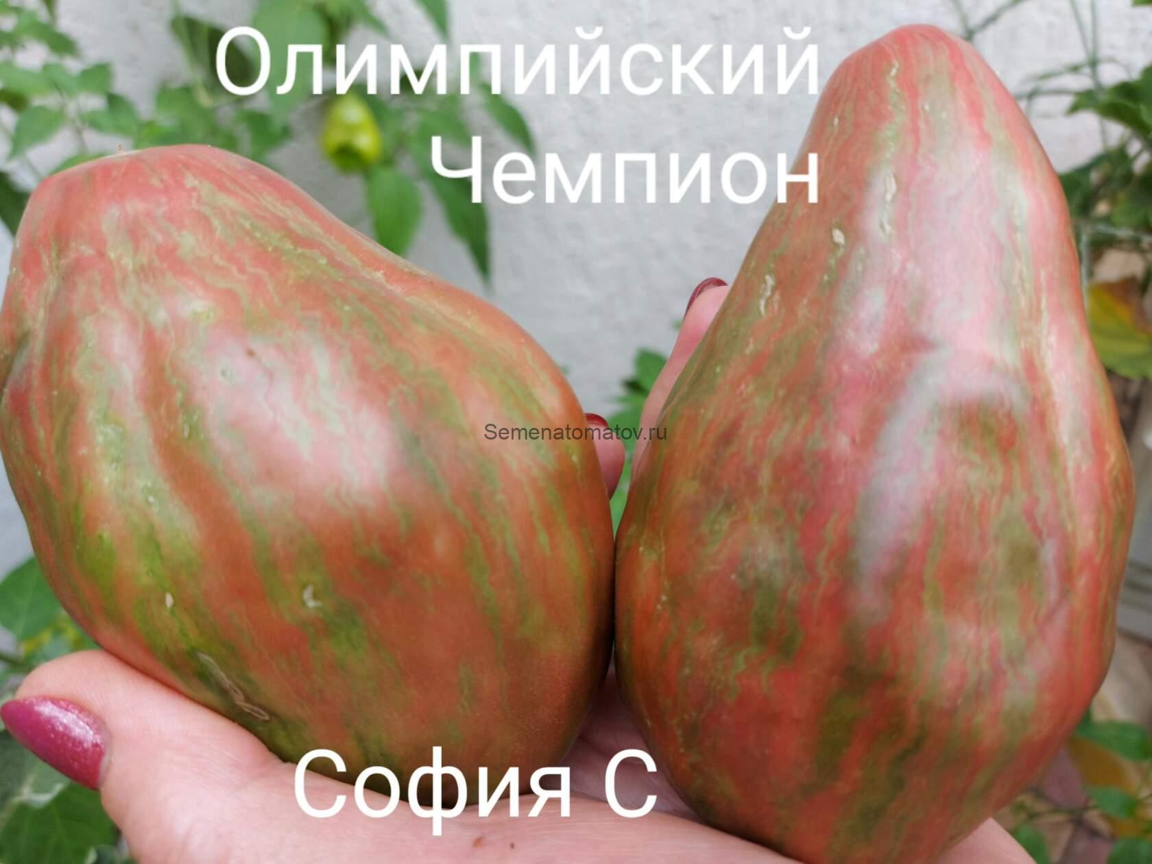 Олимпийский Чемпион — изображение 2