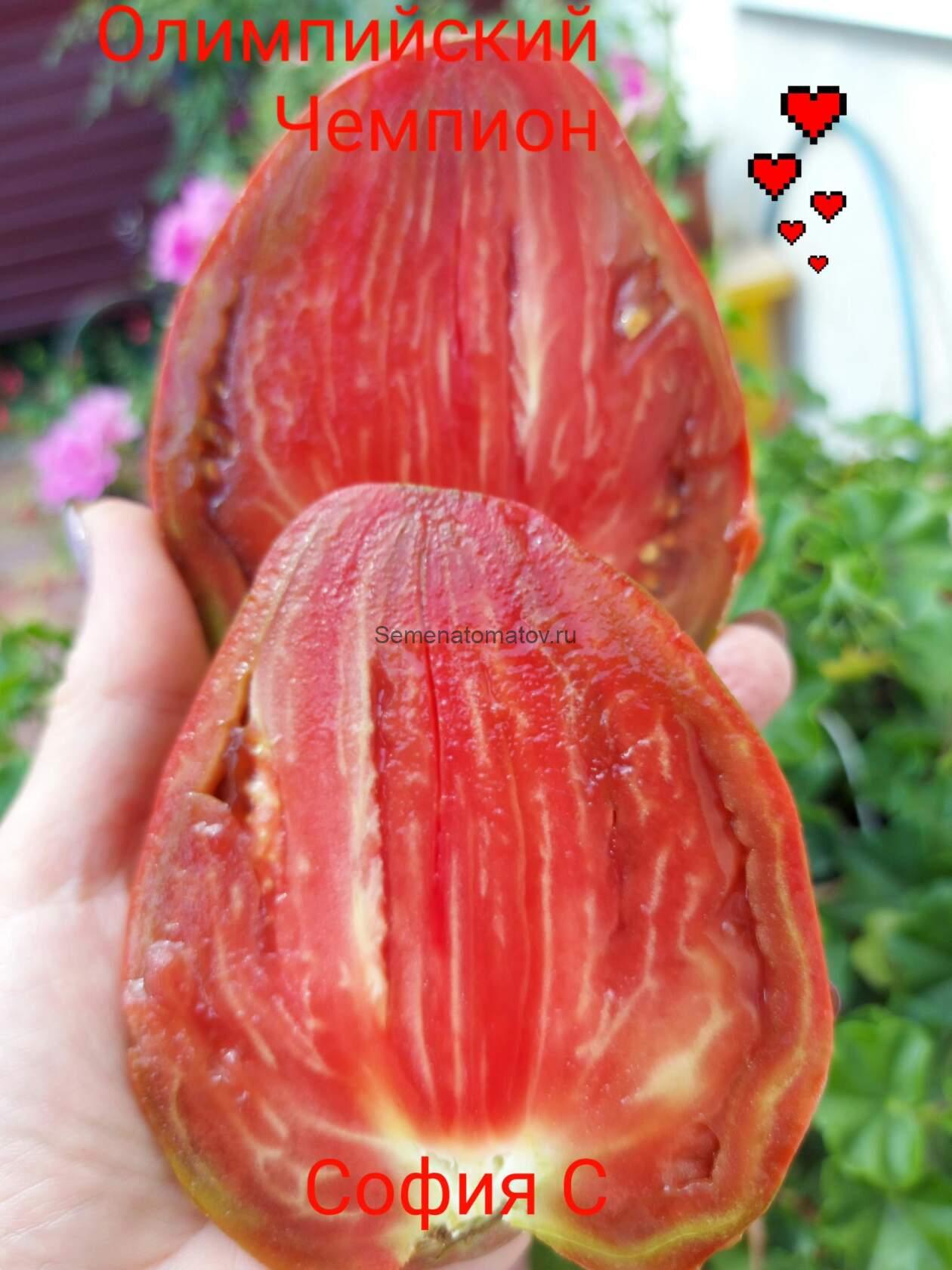 Олимпийский Чемпион — изображение 3