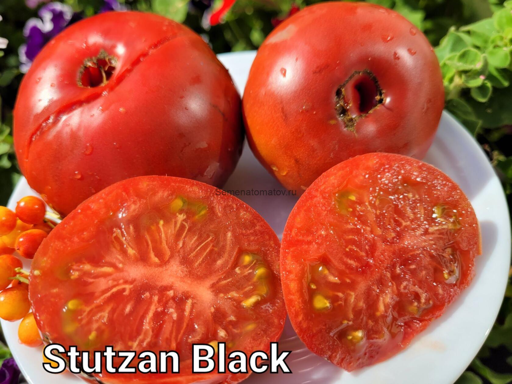 Stutzman Black Штутцман Черный — изображение 2