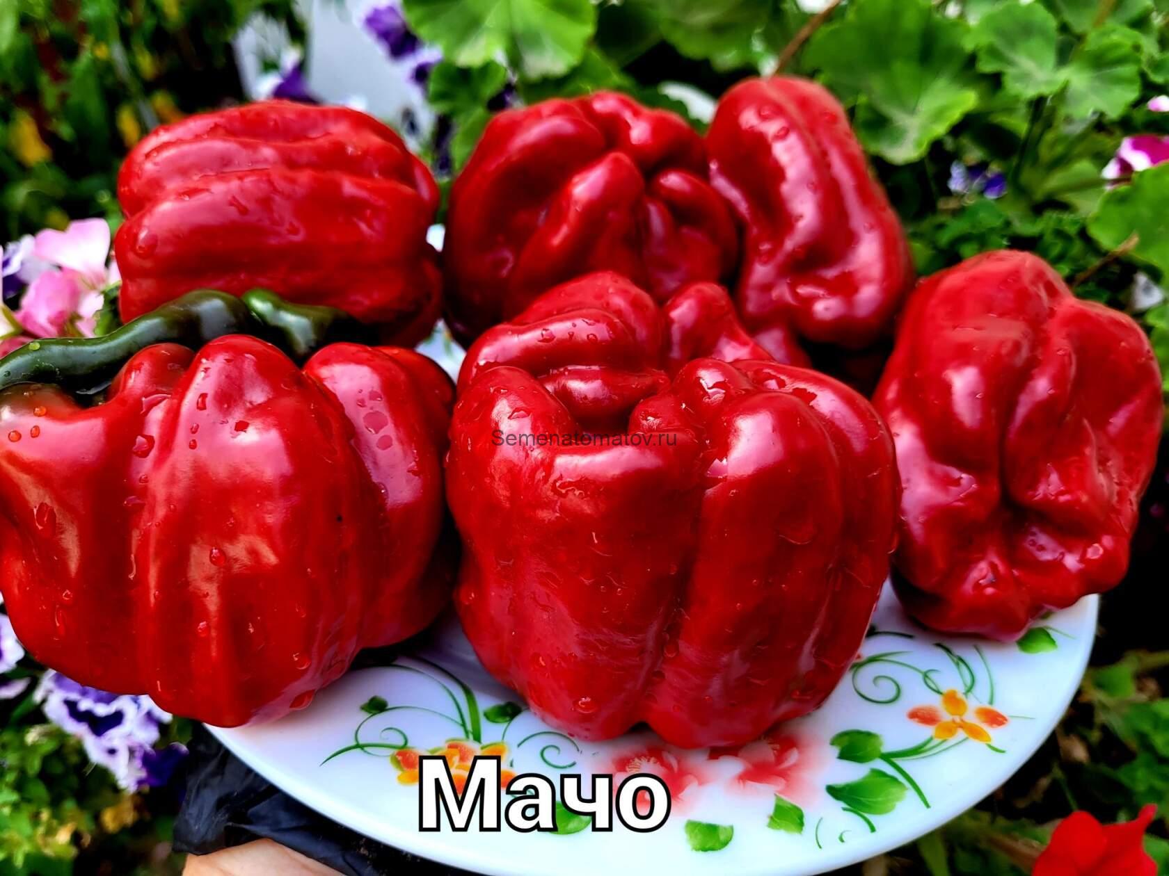 Перец мачо описание сорта фото отзывы Перец мачо описание сорта фото отзывы