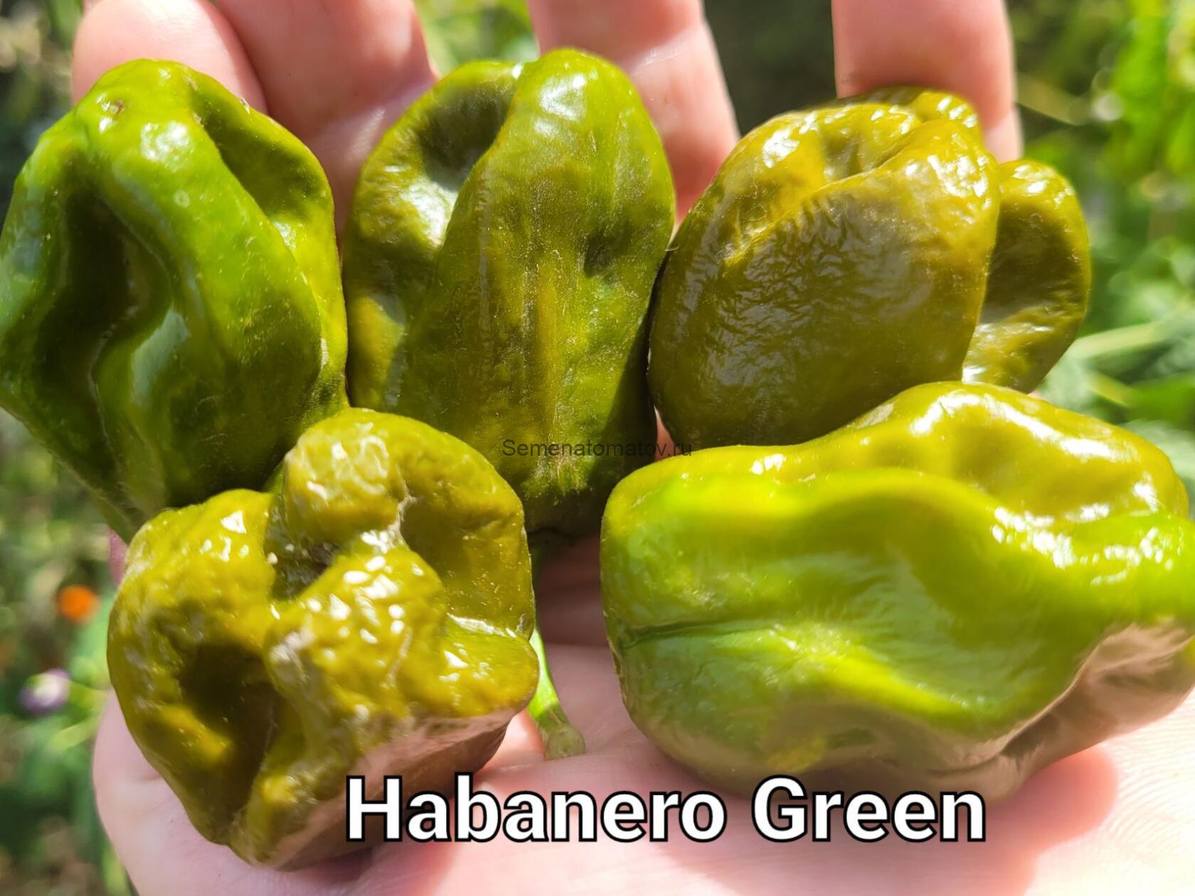 Habanero Green Хабанеро Зеленый
