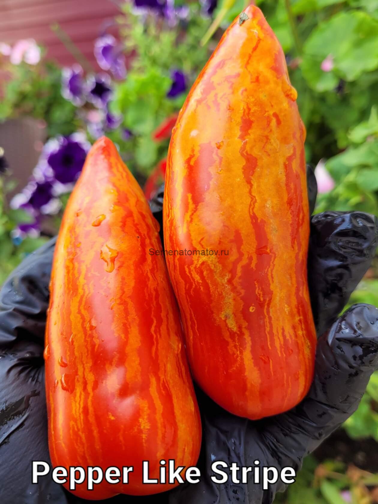 Dwarf Pepper Like Stripe Полосатый как Перец Гном