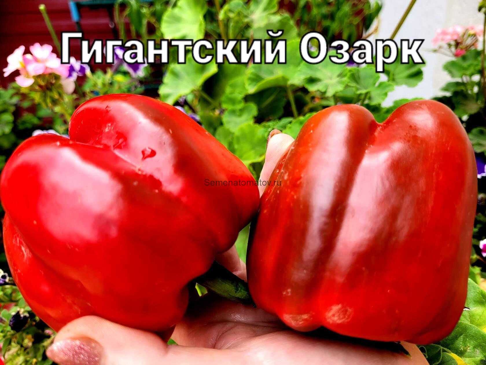 Гигант Озарк