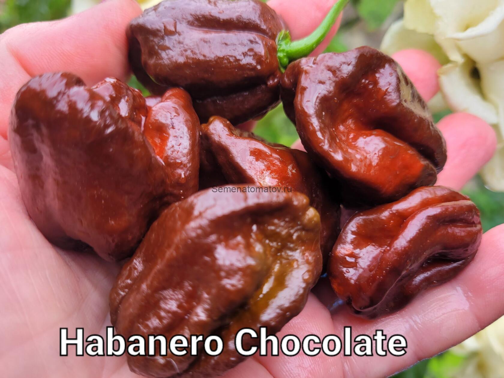Habanero Chocolate Хабанеро Шоколадный