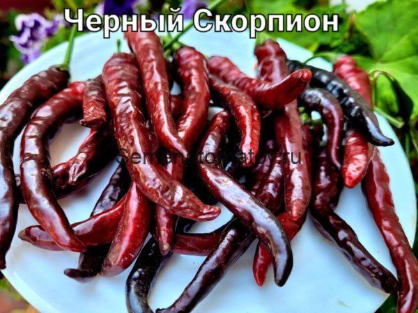 Черный Скорпион