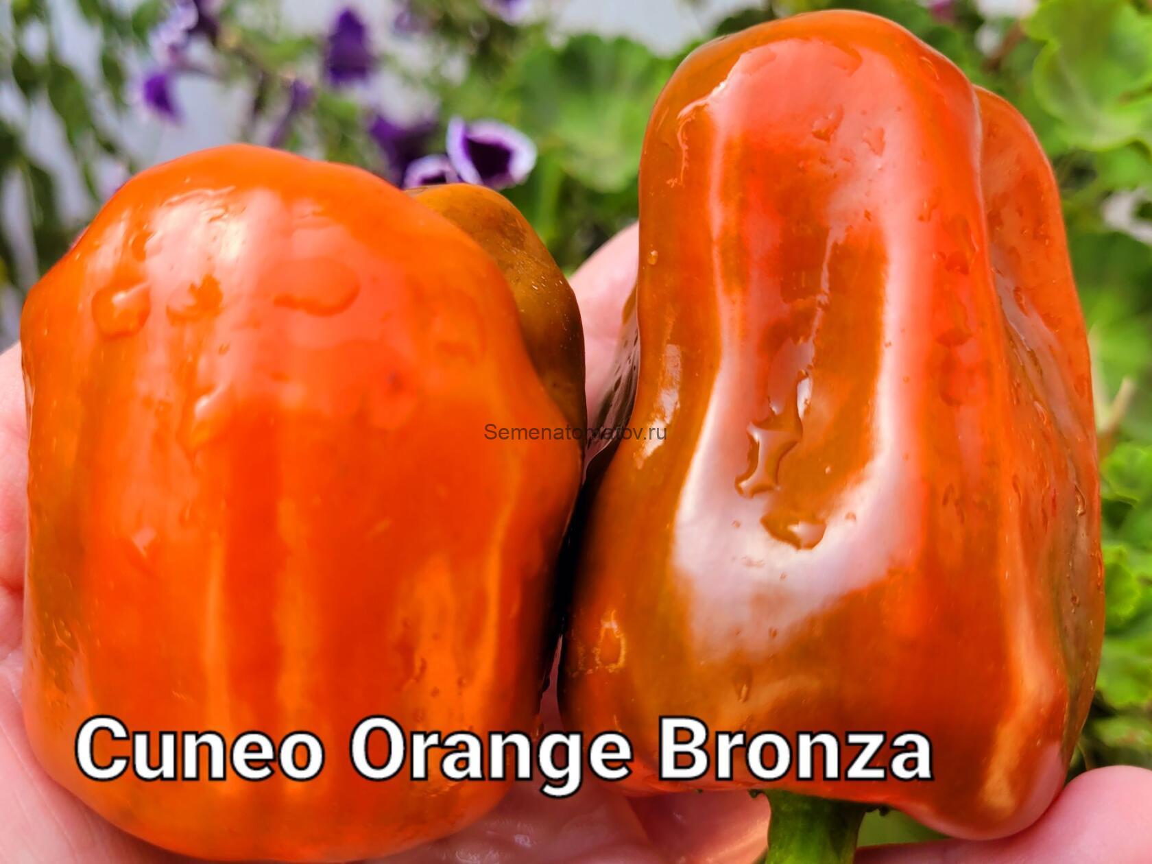 Cuneo Orange Bronze