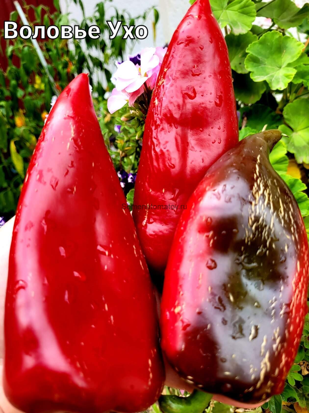 Воловье Ухо