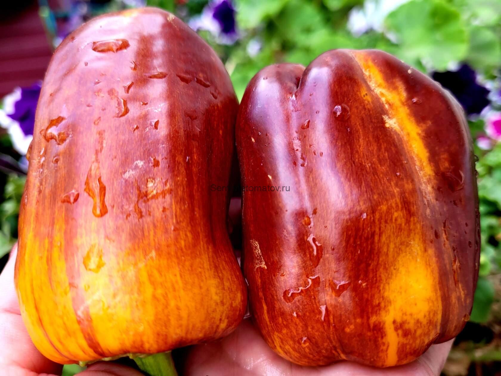 Purple Studge Gold( Пурпурно-желтый Гвоздь)