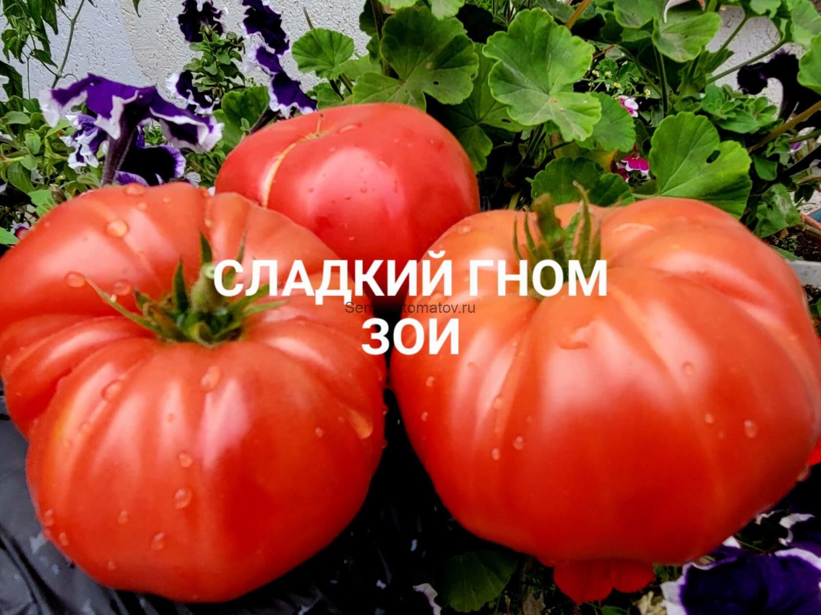 DWARF ZOE'S SWEET (СЛАДКИЙ ГНОМ ЗОИ).