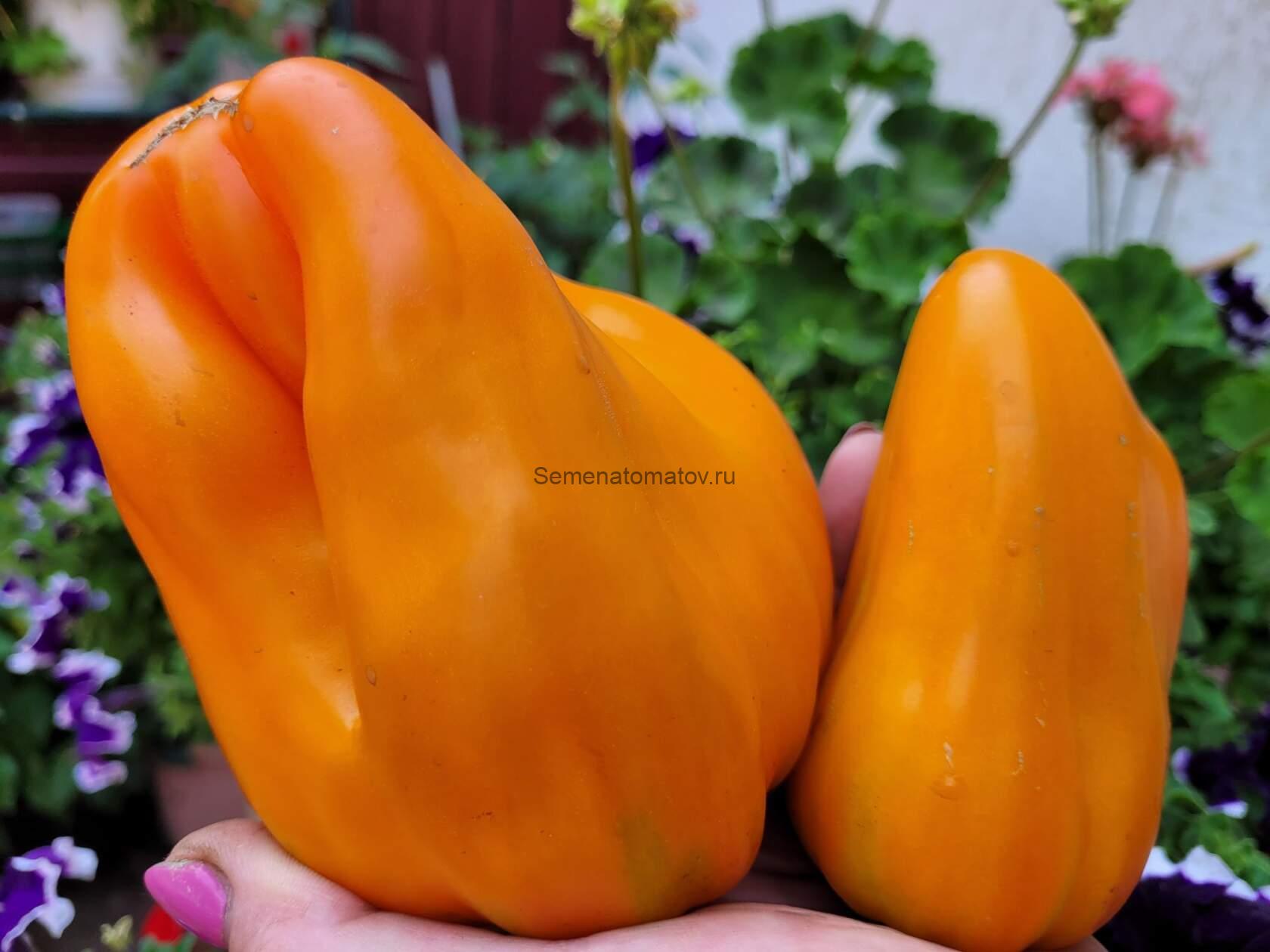 Cresta di Oro (Золотой гребень)