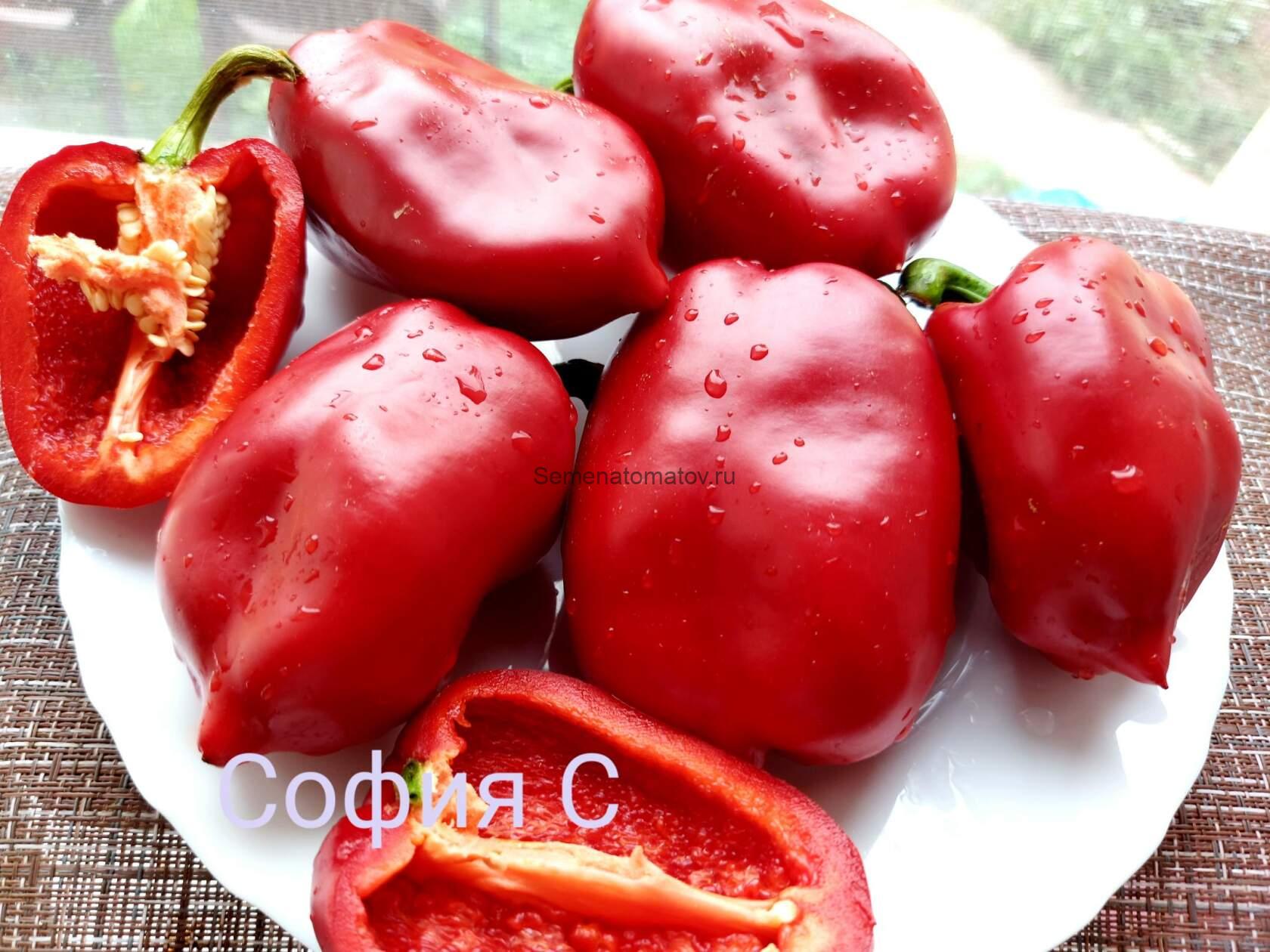 Любова Ладонь (Ljubov Dlan, Ljudo's palm)