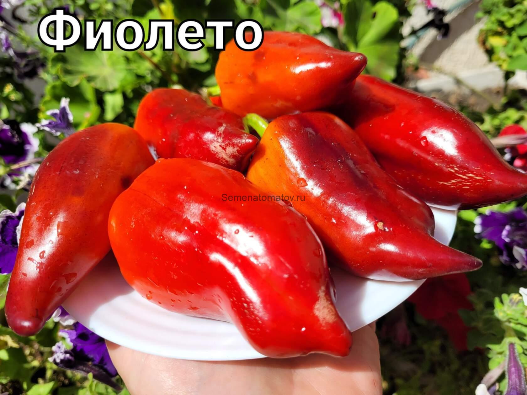 Фио Лето — изображение 2